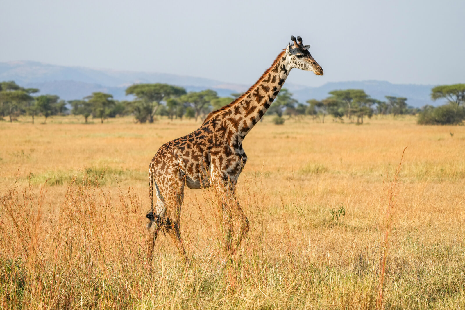 Golden hour Serengeti landscape with acacia silhouettes — the view awaiting German safari travelers
