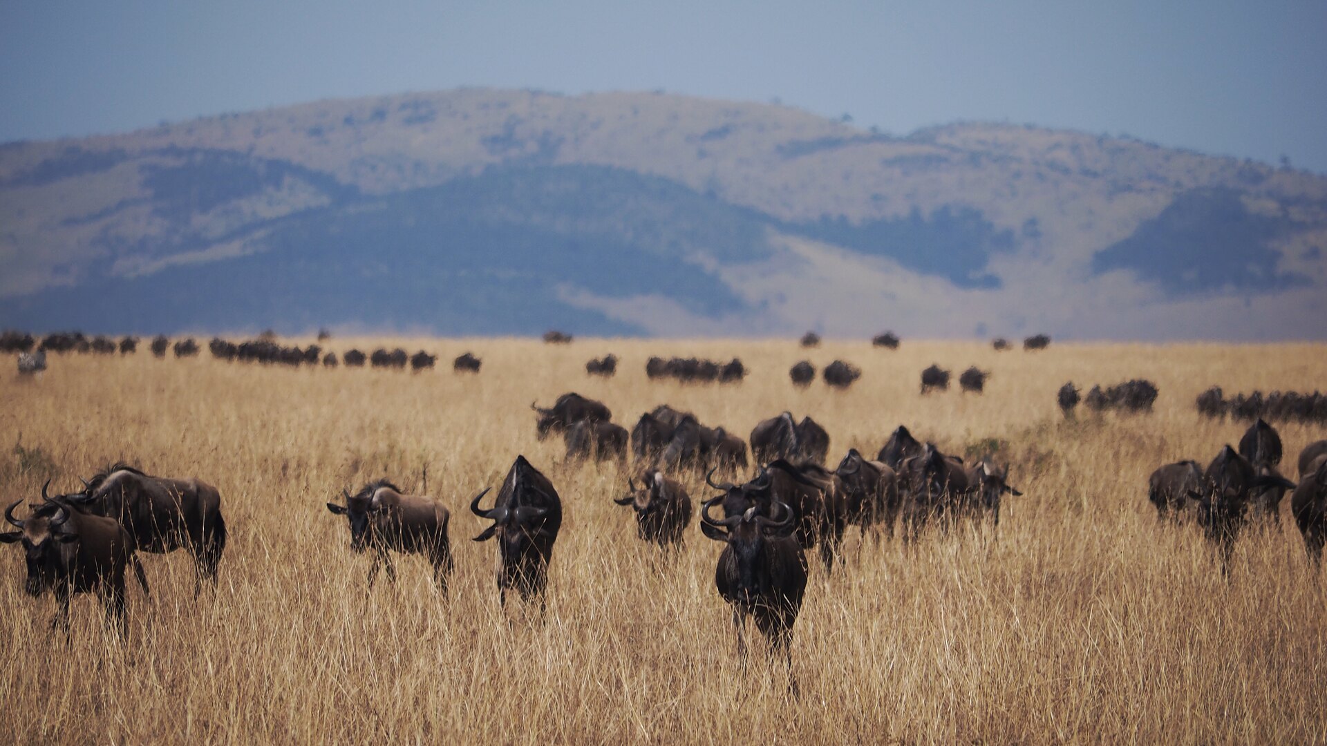 Wildebeest herds spread across the Masai Mara during the Great Migration — Africa is a single overnight flight from Amsterdam