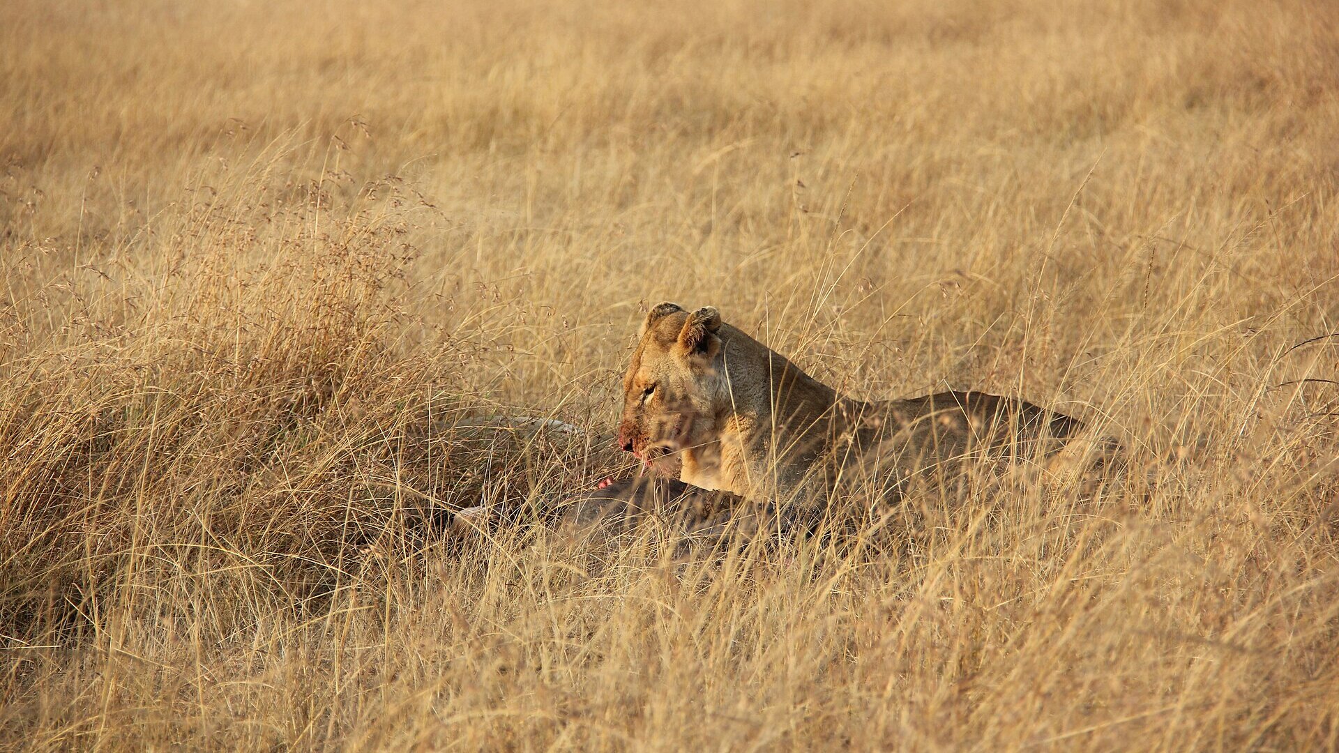 Lioness resting on the golden plains of the Masai Mara at sunset, a classic destination for British safari travellers