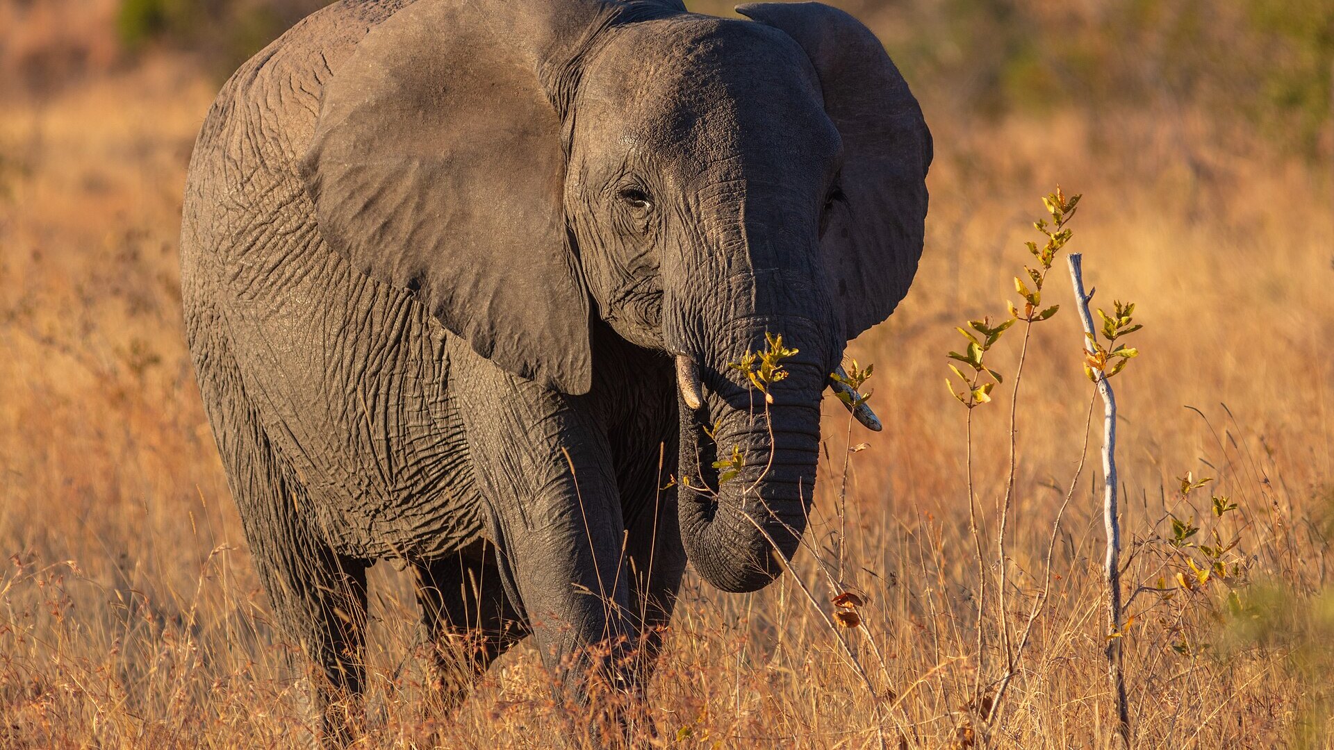 Golden-hour view across the Serengeti plains with acacia trees, the classic first-safari scene for American travelers