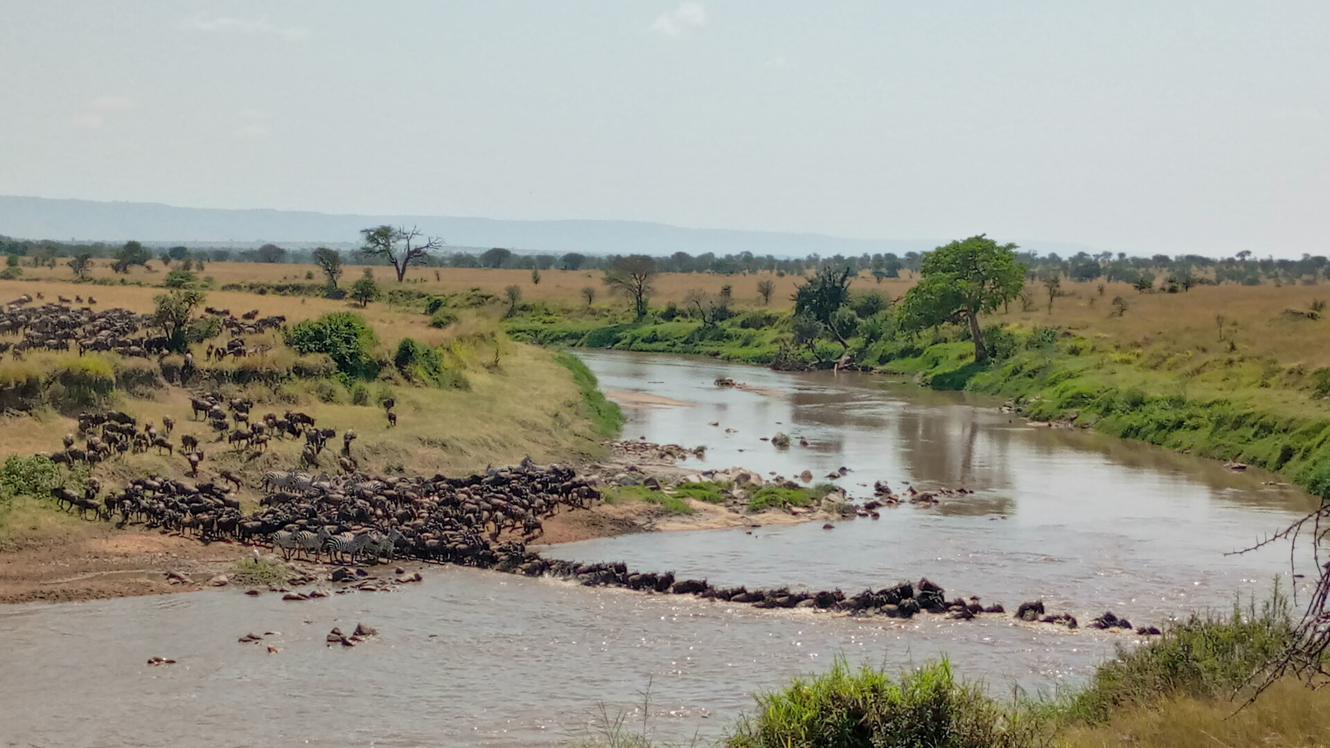 A panoramic African safari landscape showing the great wildebeest migration across golden savannah under dramatic skies