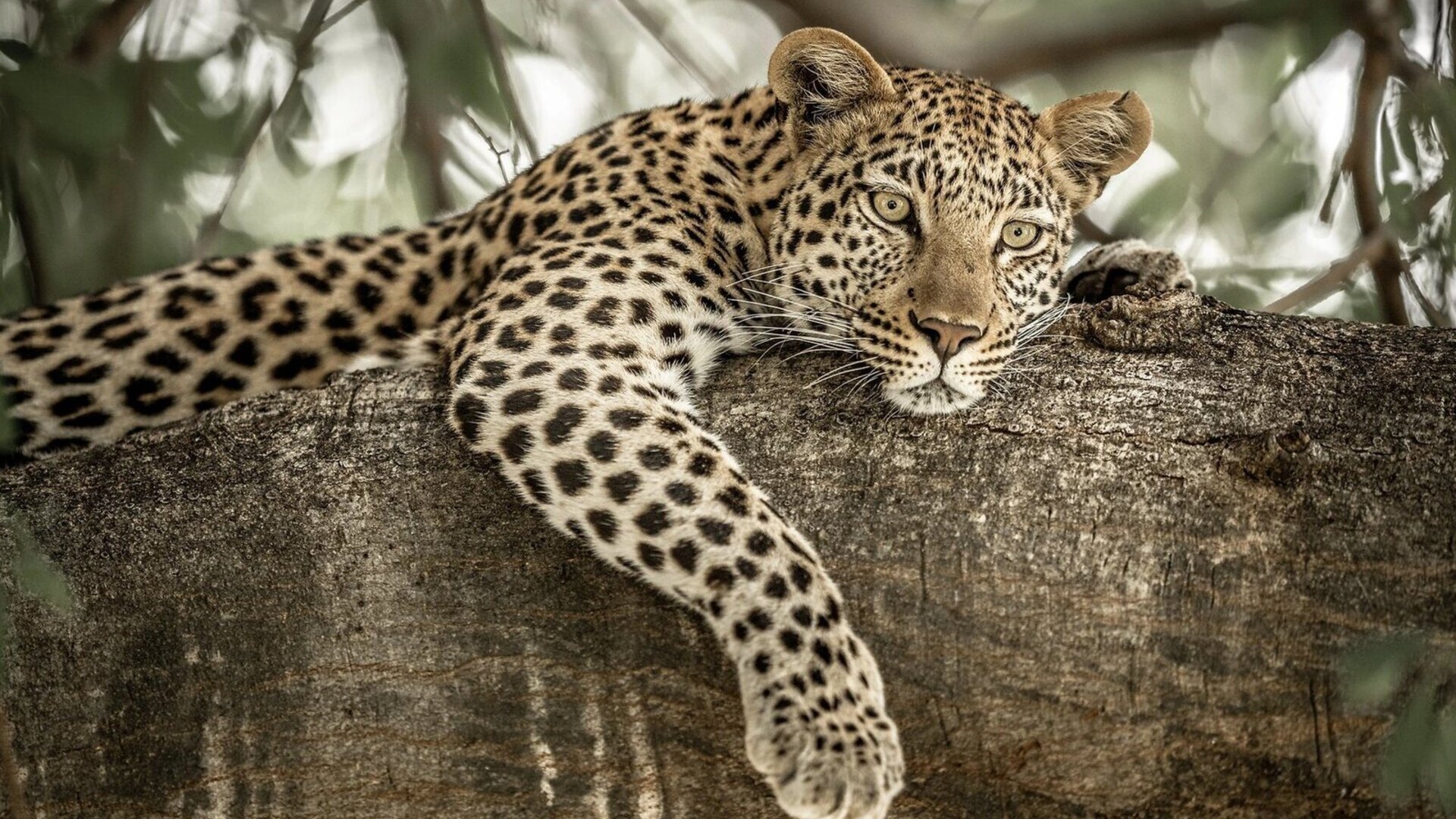 Leopard in a tree on an African safari vacation package