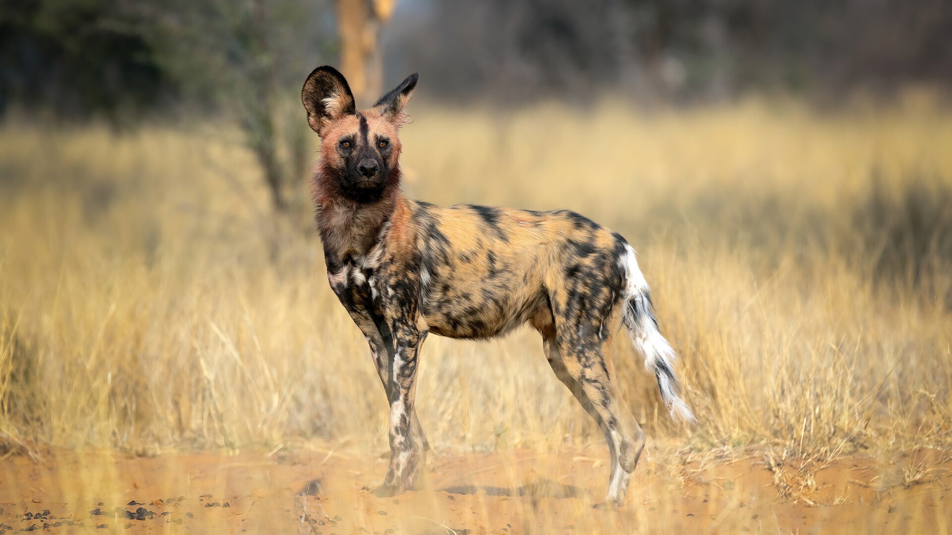A pack of African wild dogs (painted wolves) alert on the open plains at golden hour