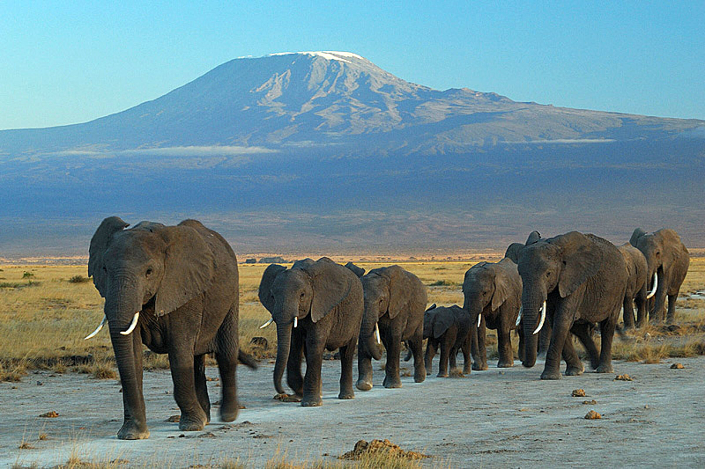 Amboseli Safari Packages 2026 | Prices, Itineraries & Best Elephant Trips
