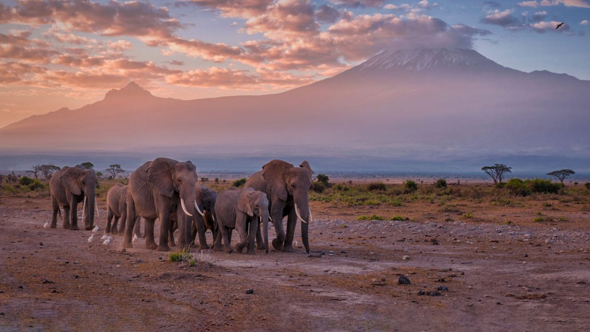 A herd of elephants marches across a golden Amboseli pan at pink dawn beneath the snow-capped dome of Mount Kilimanjaro in Kenya