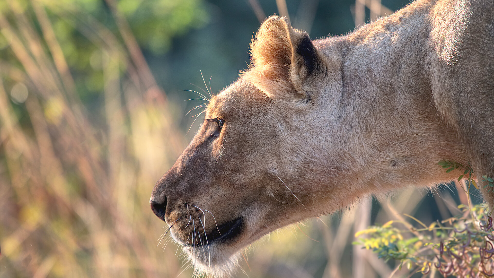 A lion on the floodplain below the elevated Anabezi suites