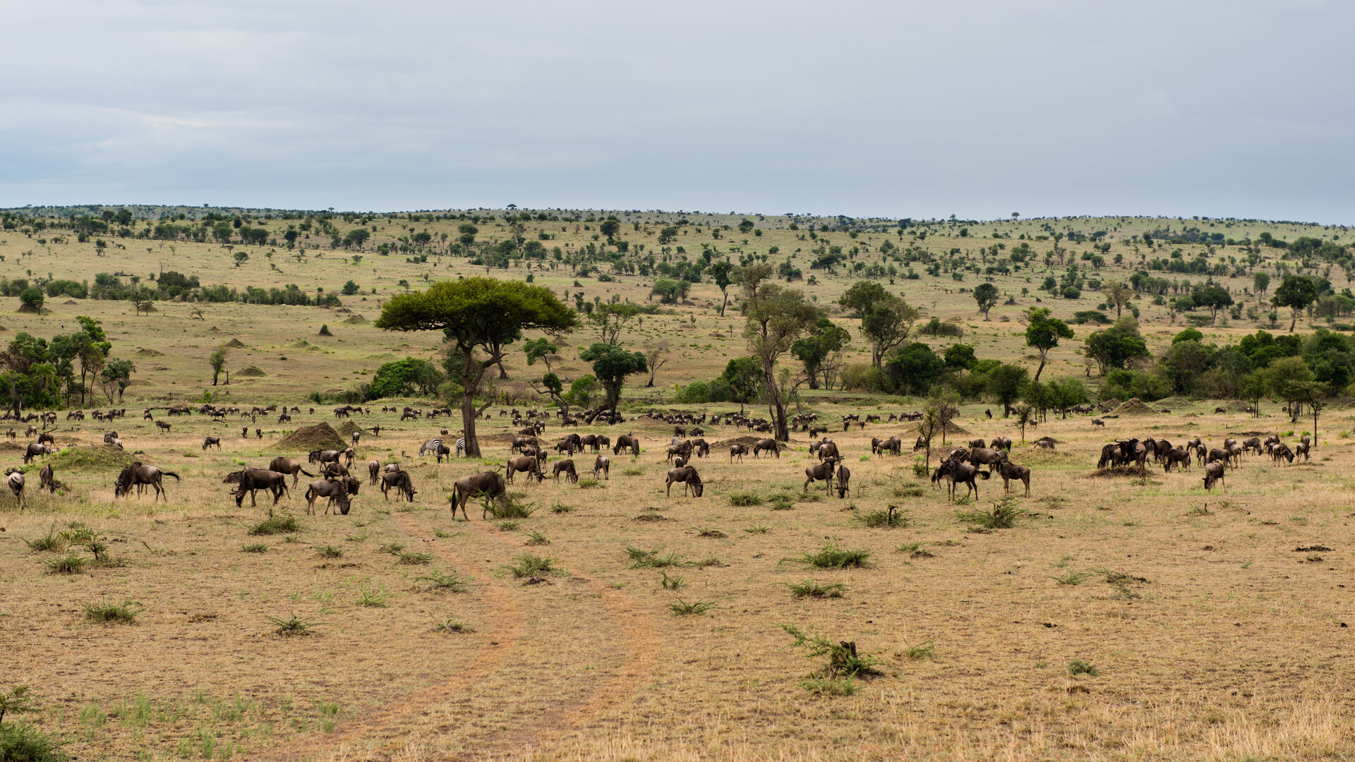 Great herds of wildebeest and zebra grazing across the open plains of the northern Serengeti during the Great Migration, Tanzania