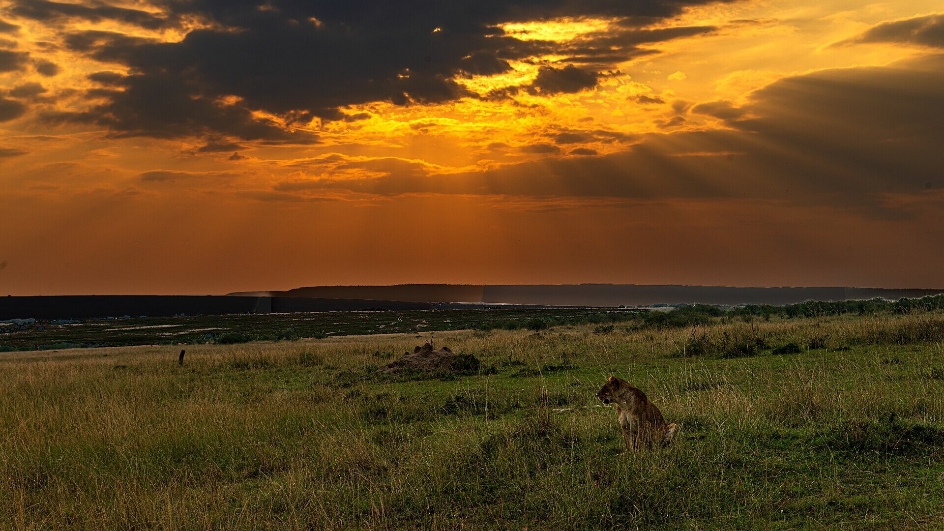 A lioness at sunset on the Masai Mara plains — affordable safari lodges in Kenya deliver world-class wildlife without the ultra-luxury price tag