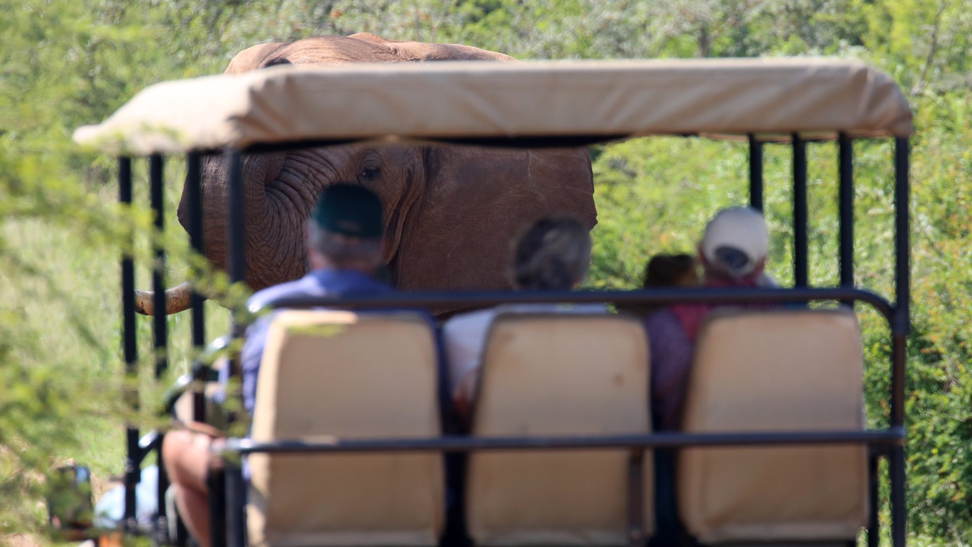 Madikwe Game Reserve safari vehicle at sunrise waterhole with elephant herd — affordable Big Five safari experience