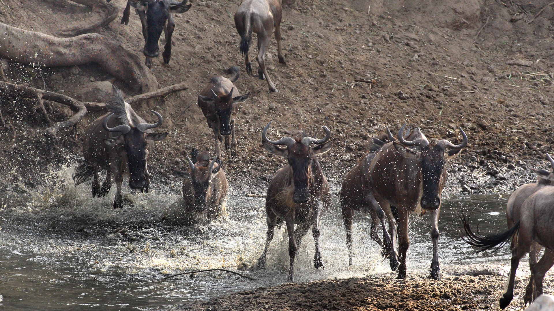 Wildebeest migration on the Serengeti plains — affordable safari lodges in Tanzania deliver world-class wildlife without the ultra-luxury price tag