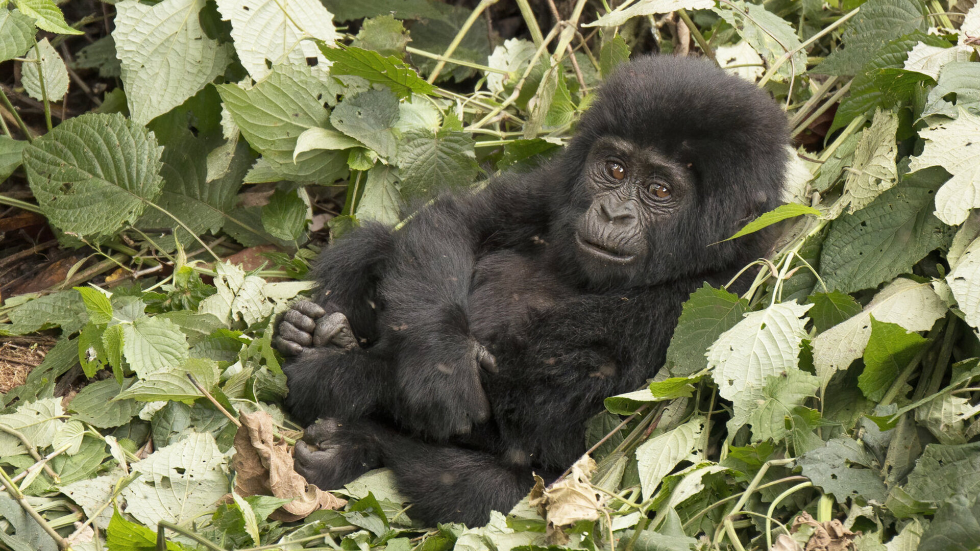 A mountain gorilla in Bwindi Impenetrable Forest, Uganda — affordable lodges near the park gate bring the gorilla trek within reach without the luxury price tag