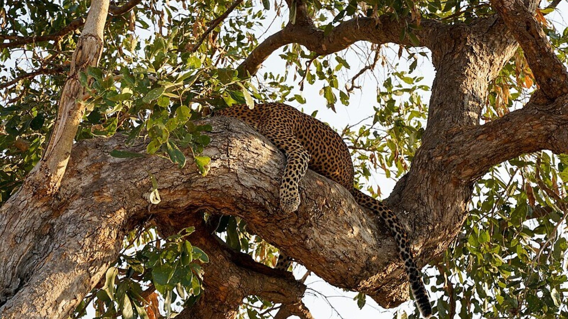 A leopard draped along a branch in South Luangwa at golden hour — affordable safari lodges in Zambia deliver world-class walking safaris and legendary leopard sightings without the ultra-luxury price tag
