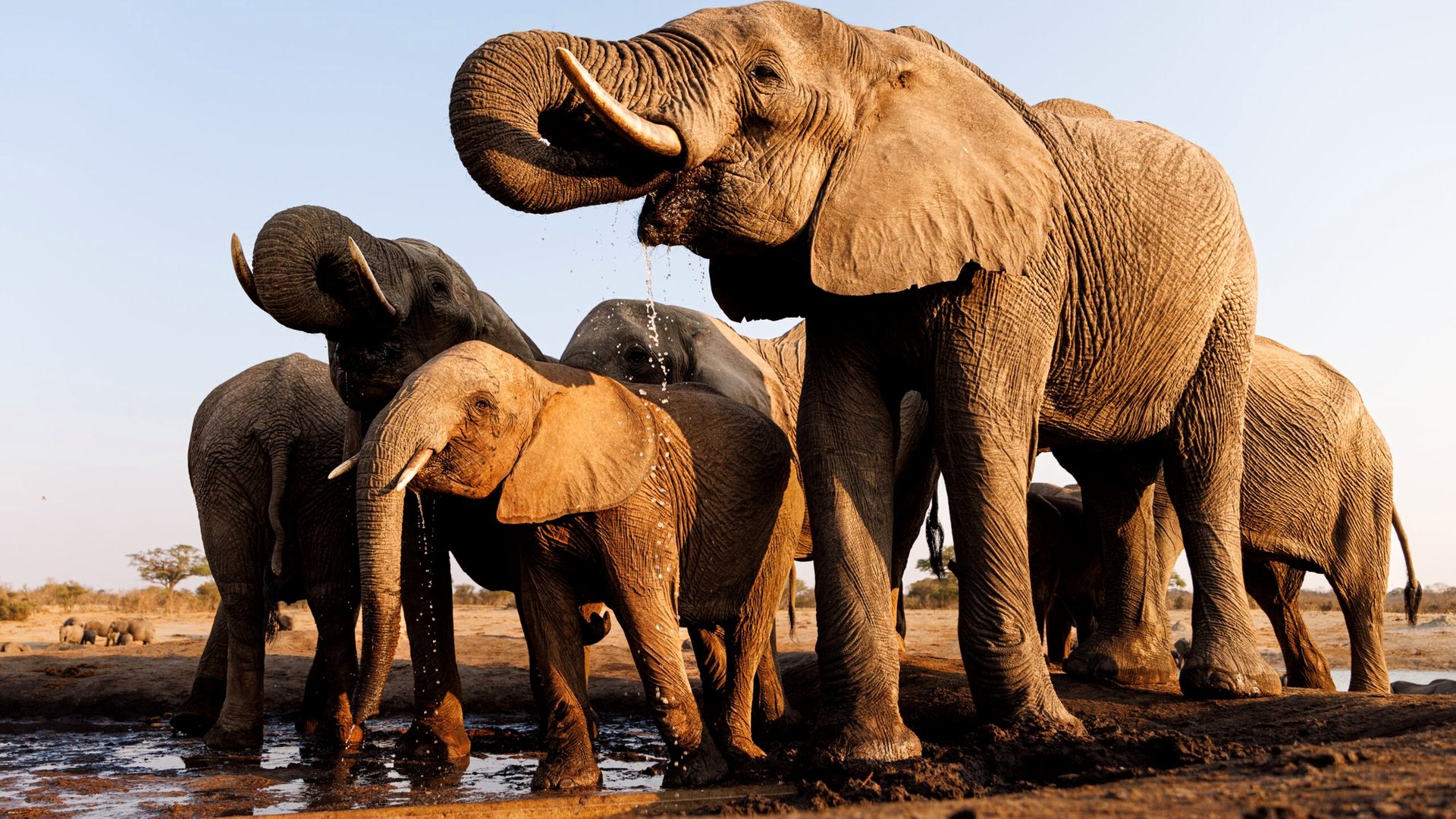 A herd of elephants at a Hwange waterhole, Zimbabwe — affordable ZimParks lodges and value camps put Africa's elephant kingdom within reach without the luxury price tag