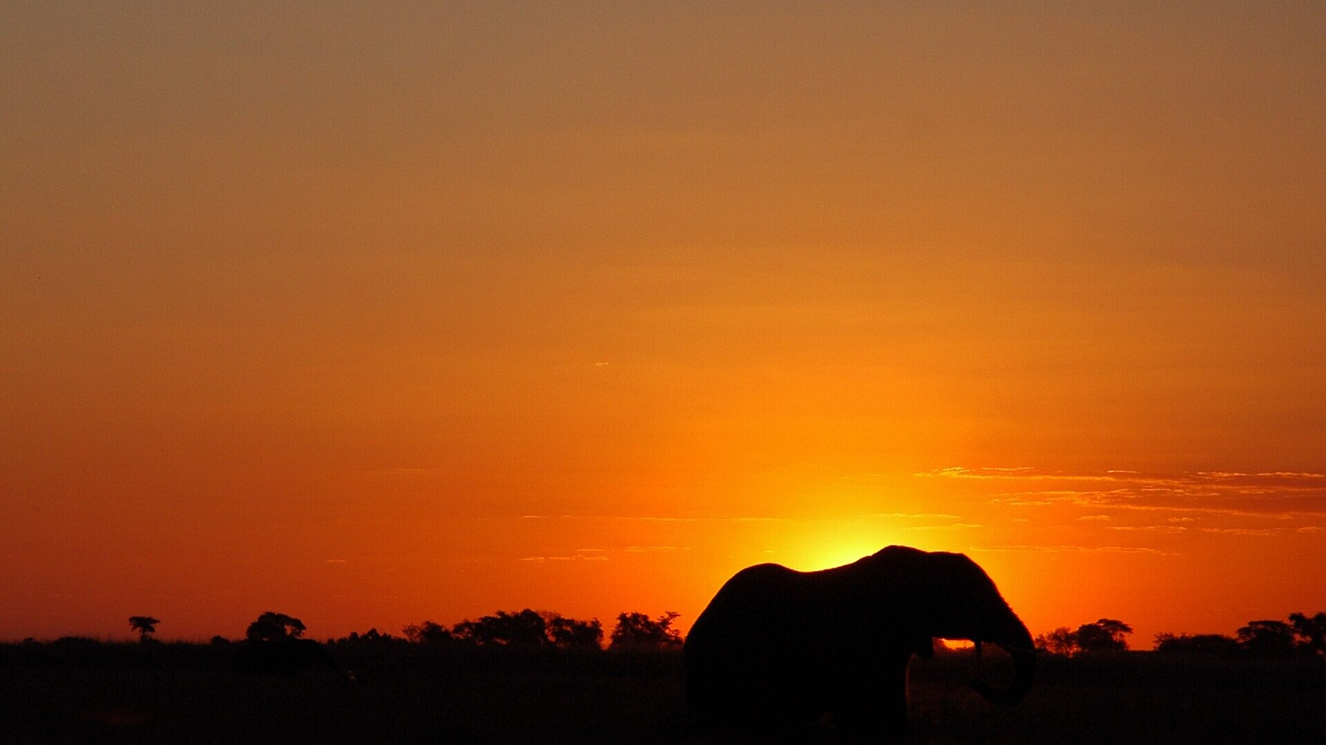 An elephant silhouetted against a blazing orange African sunset — the romance of a couples safari in South Africa