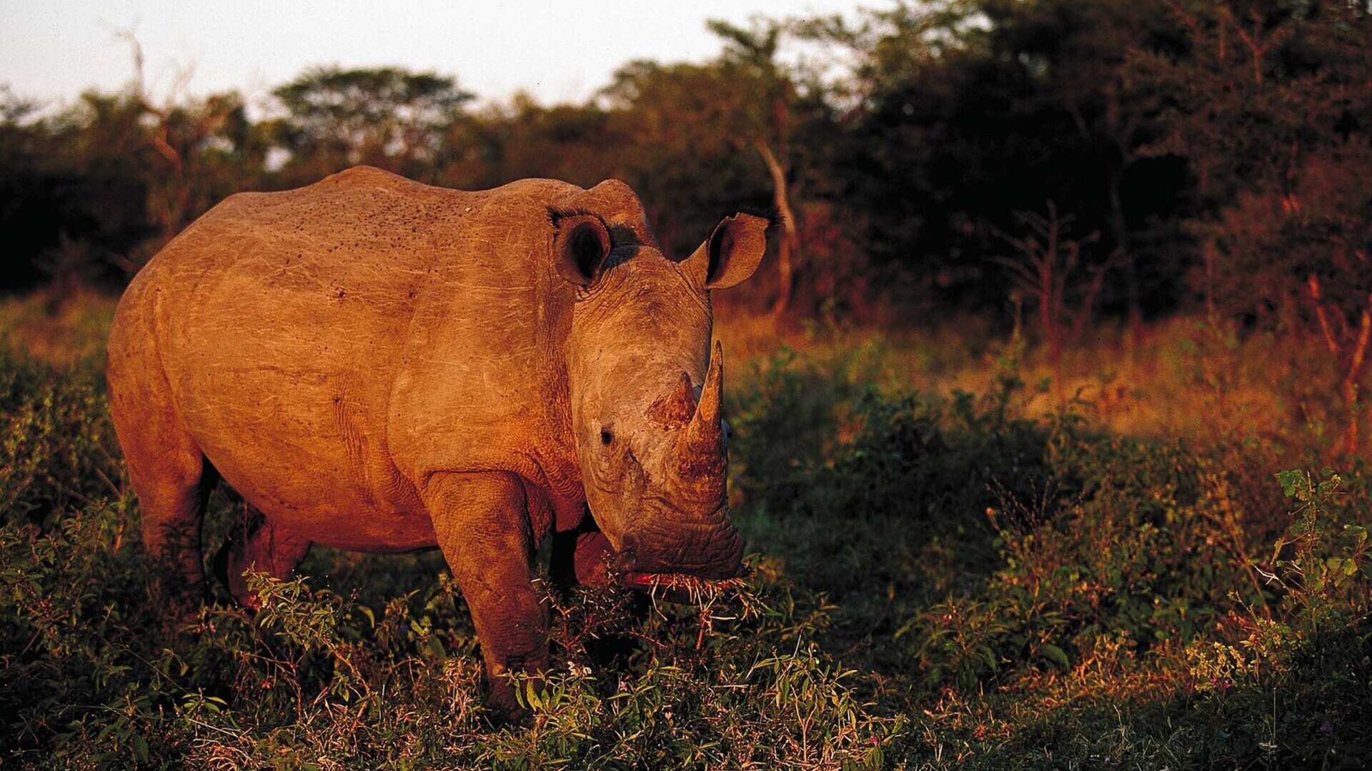 White rhino grazing at golden hour in a KwaZulu-Natal game reserve