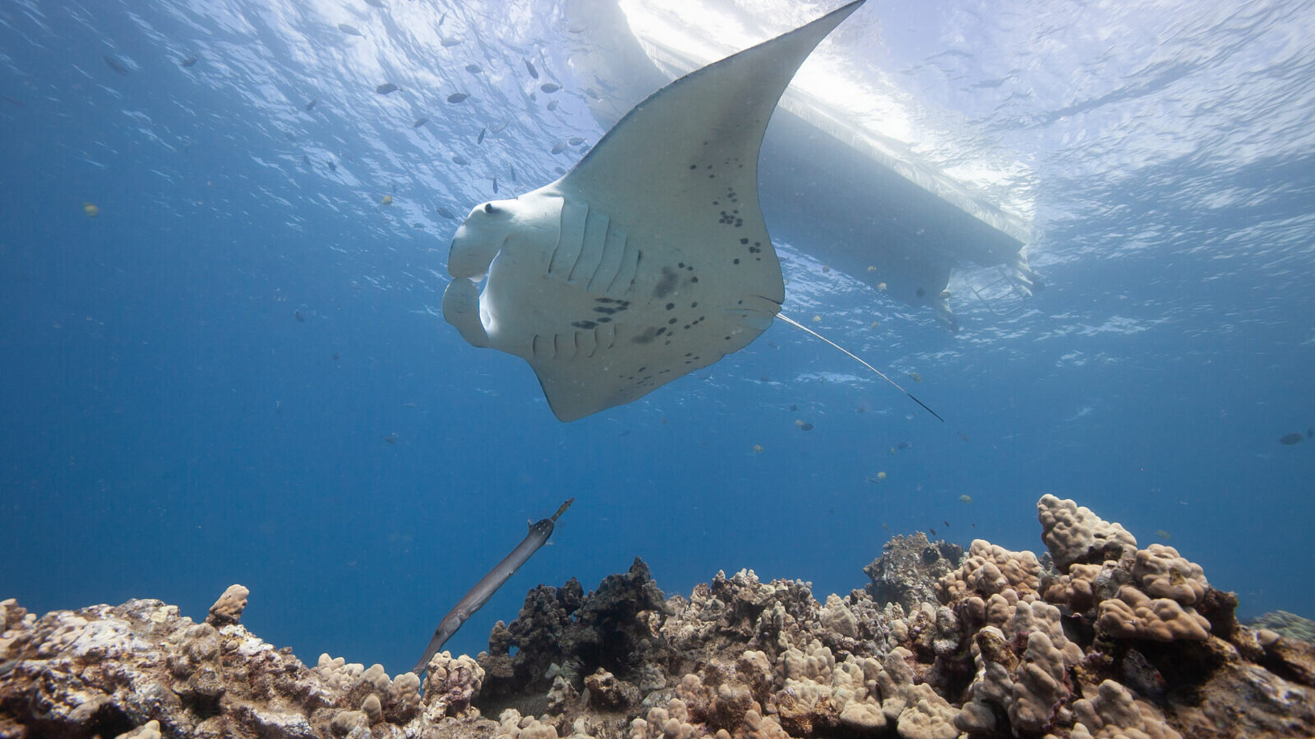 A manta ray glides over a coral reef in the warm Indian Ocean off the coast of Africa