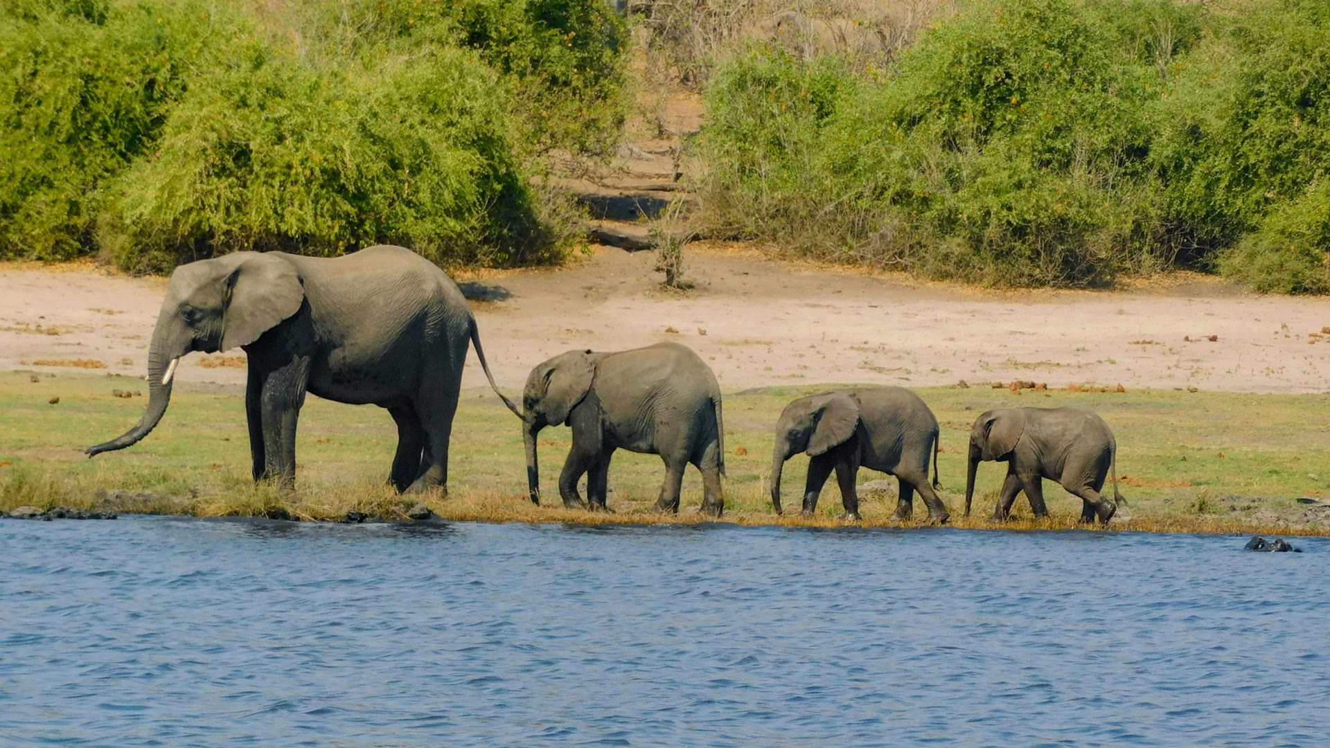 A family herd of elephants with calves walking along the Chobe riverbank in Botswana at golden hour, the wide river behind them