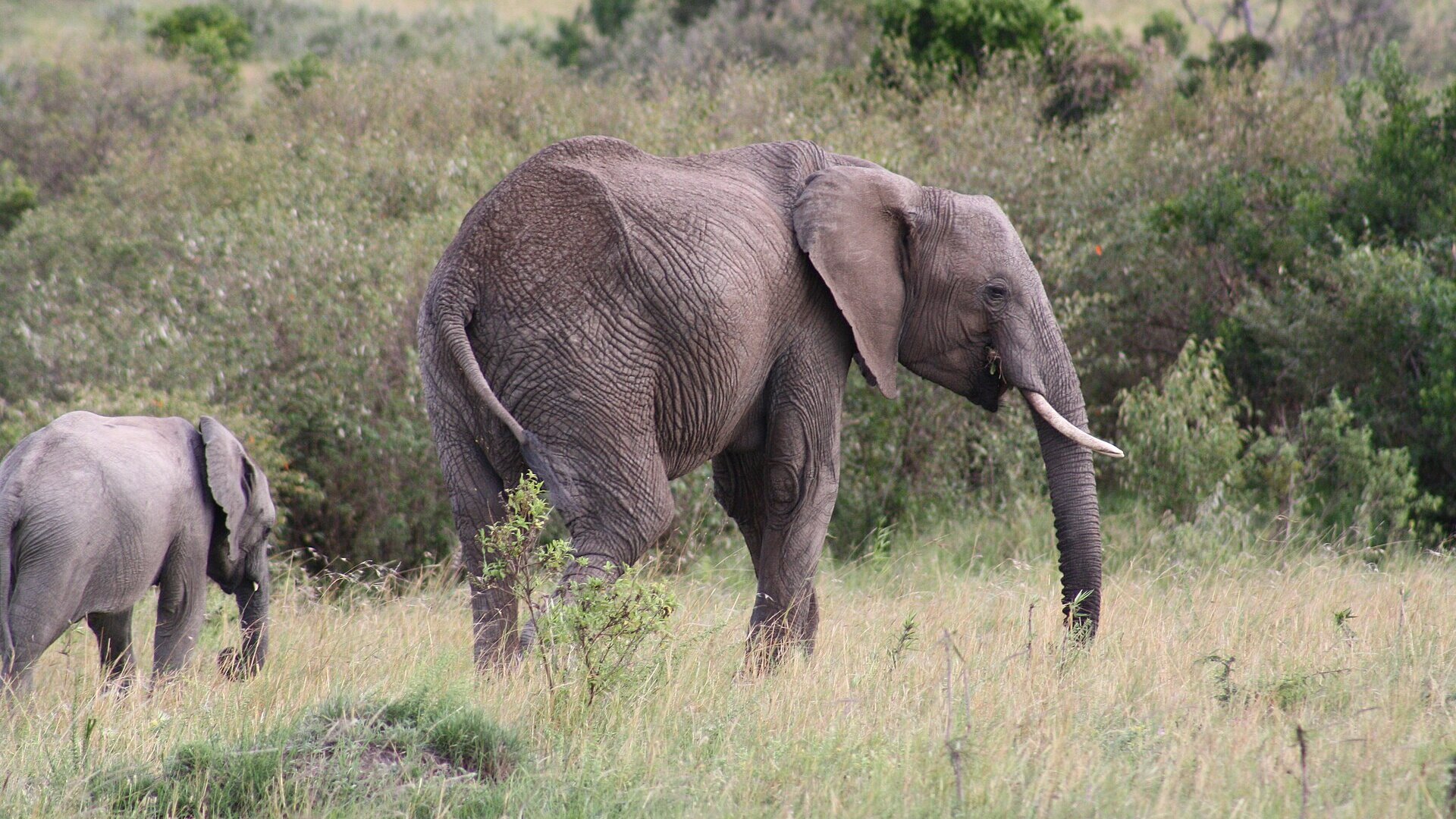 Family safari suite with a private pool and a wide deck overlooking the bush, ideal for children and multi-generational travel