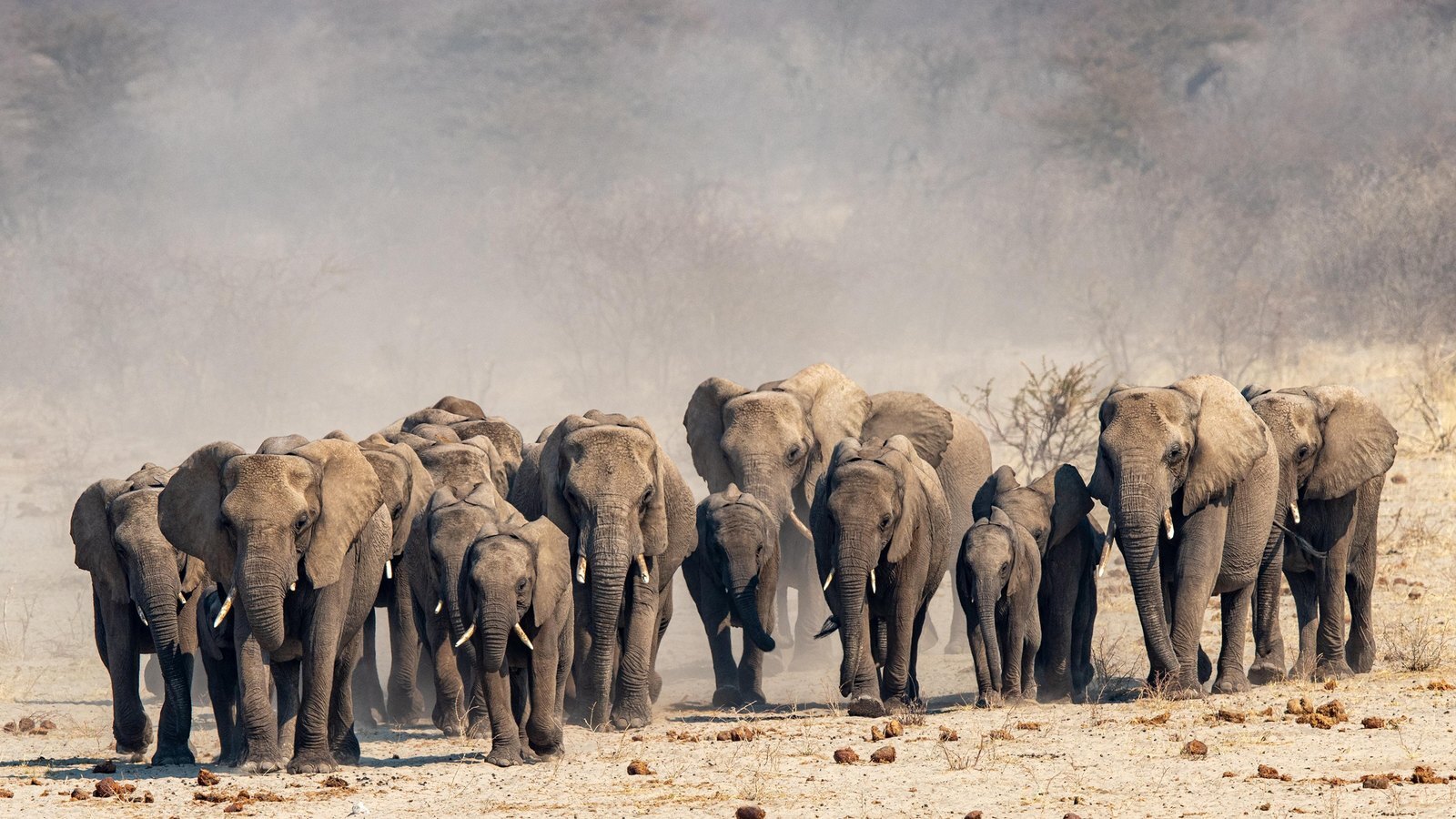 A family herd of elephants with calves walking across the dry gravel plains of Etosha National Park with a shimmering waterhole behind them at golden hour