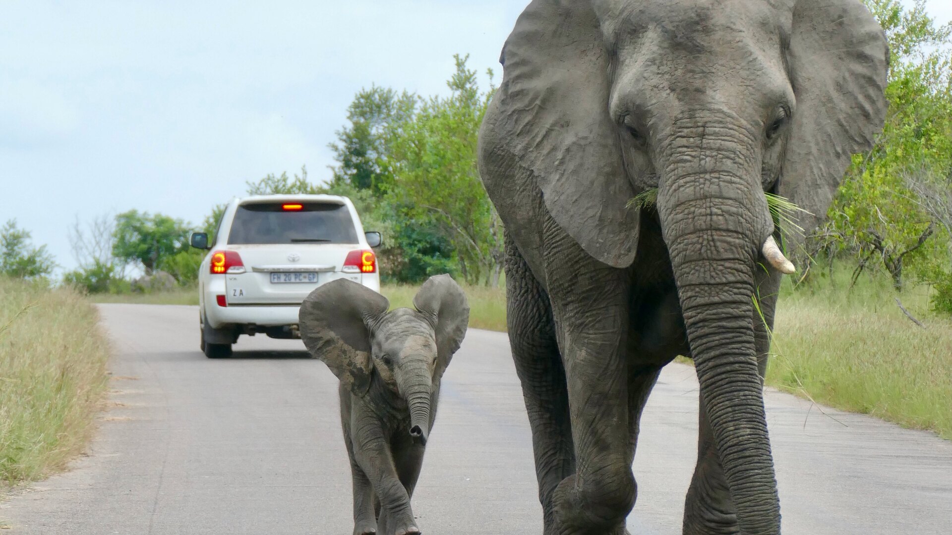 A family watching elephants at a waterhole from a safari vehicle in golden afternoon light in South Africa