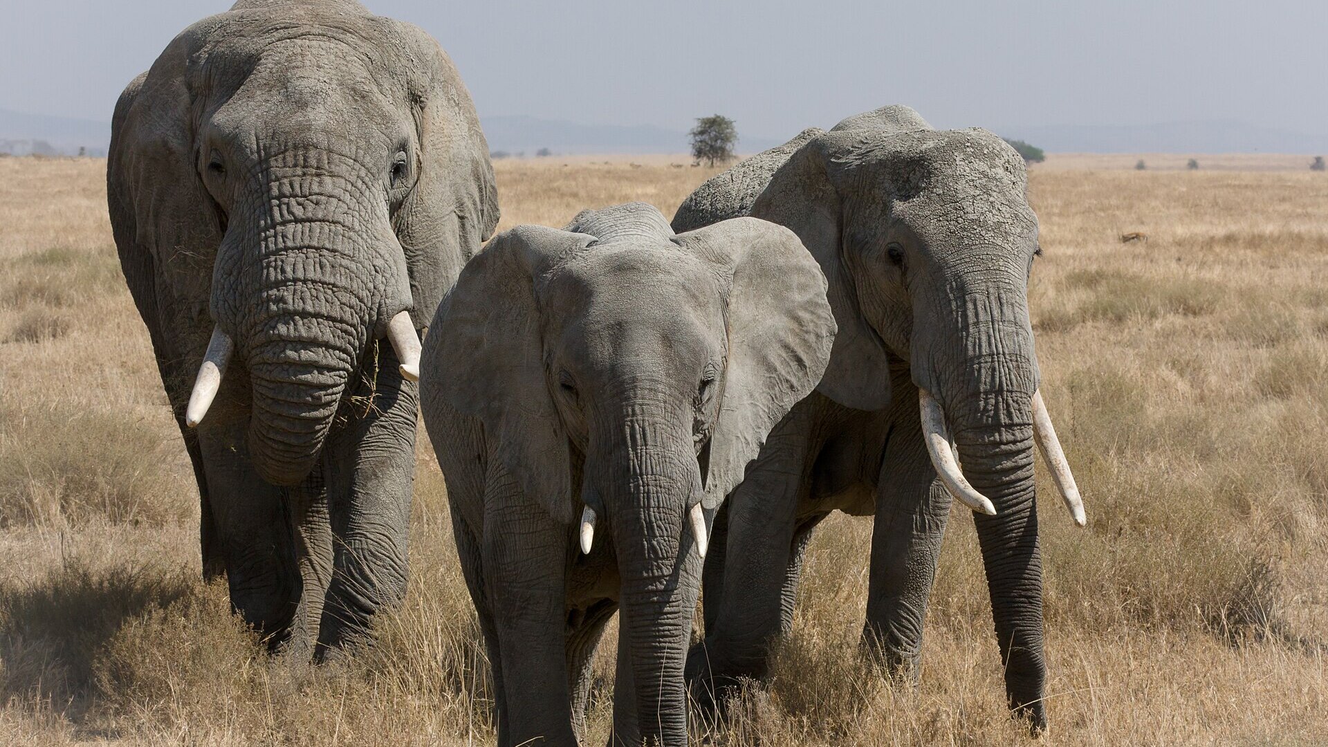 A family on an open 4x4 in the Serengeti at golden hour, two children watching an elephant herd cross the plain while the guide looks on