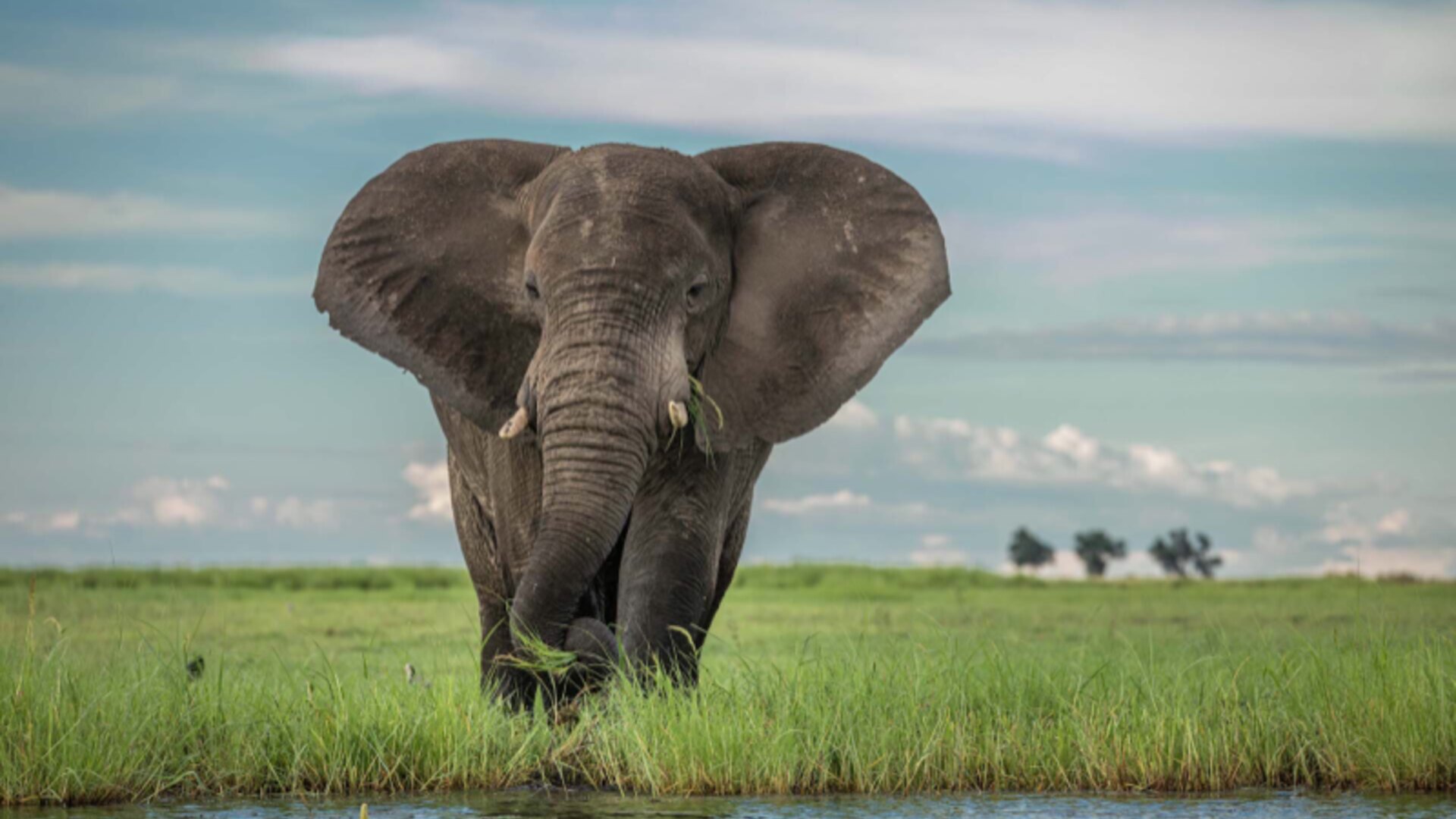 Elephant herd on the Chobe riverfront at golden hour in Botswana, the Land of Giants