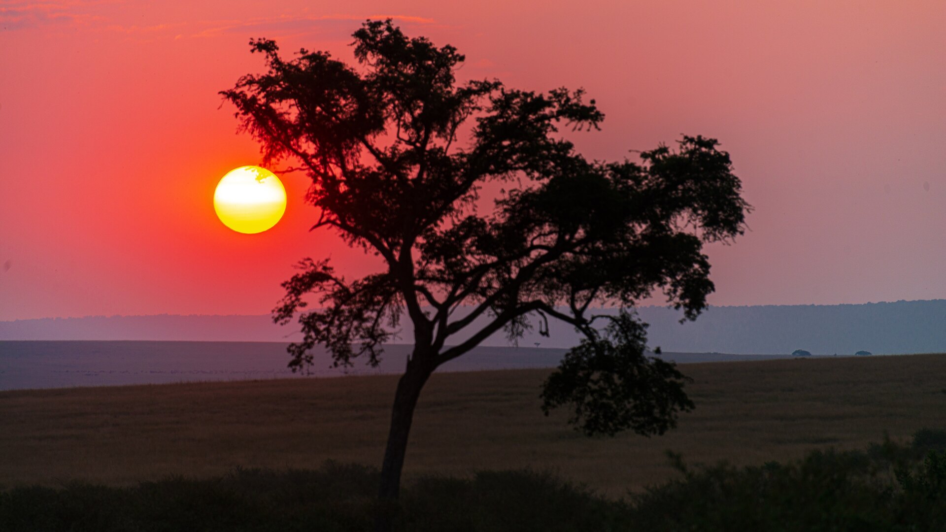 Golden-hour over the Masai Mara plains with acacia, the Oloololo Escarpment and grazing herds, Kenya — the 10 best luxury safari camps in the Masai Mara for 2026 and 2027
