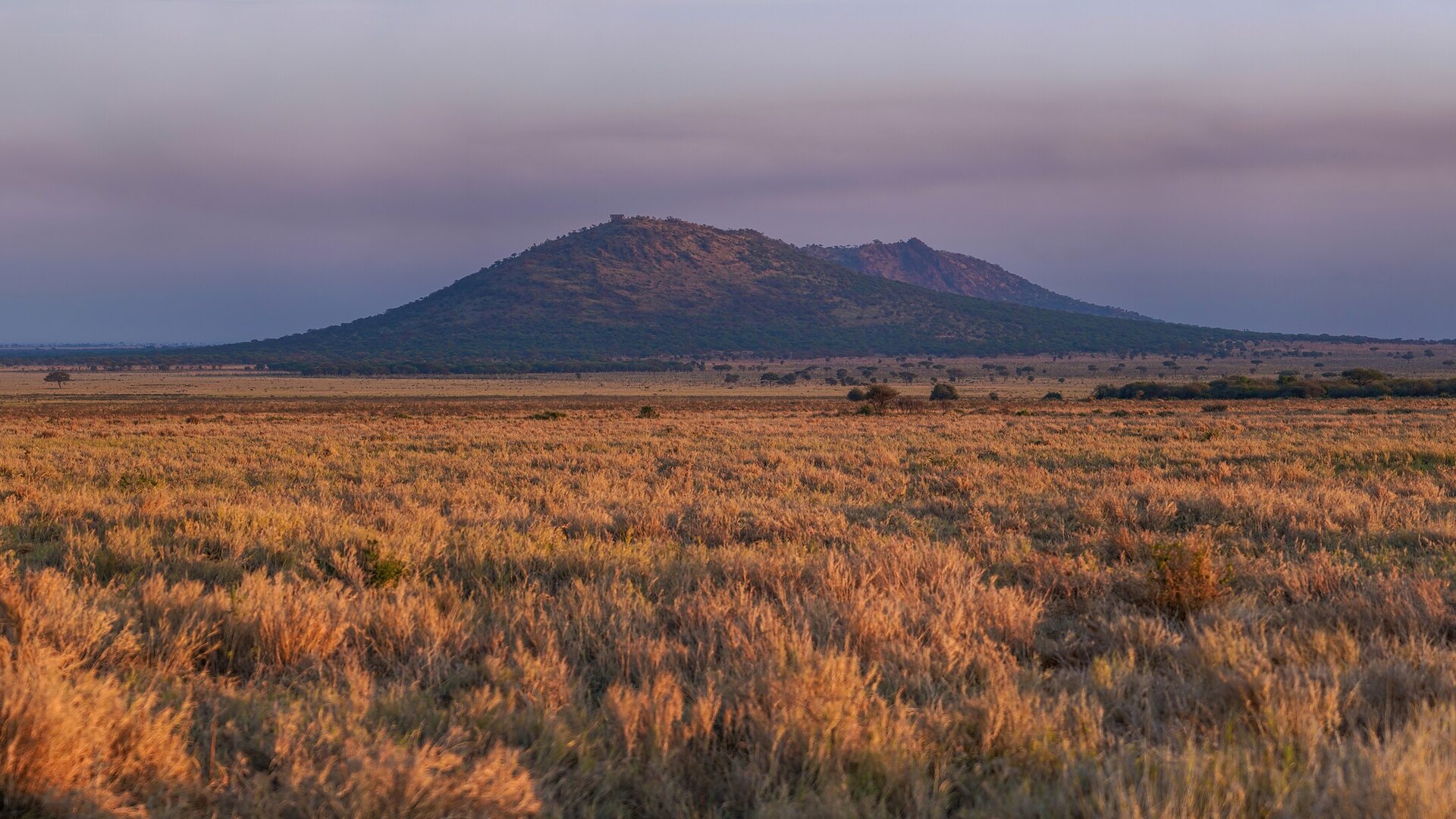 Golden-hour over the Serengeti plains with acacia and grazing herds, Tanzania — the 10 best luxury safari lodges and camps in the Serengeti for 2026 and 2027