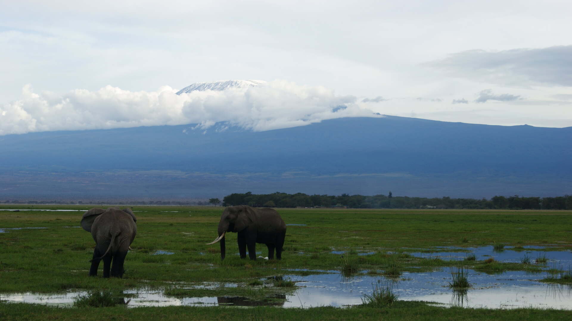 Amboseli elephants crossing the plains below the snows of Kilimanjaro, Kenya — the 10 best luxury safari lodges in Kenya for 2026 and 2027