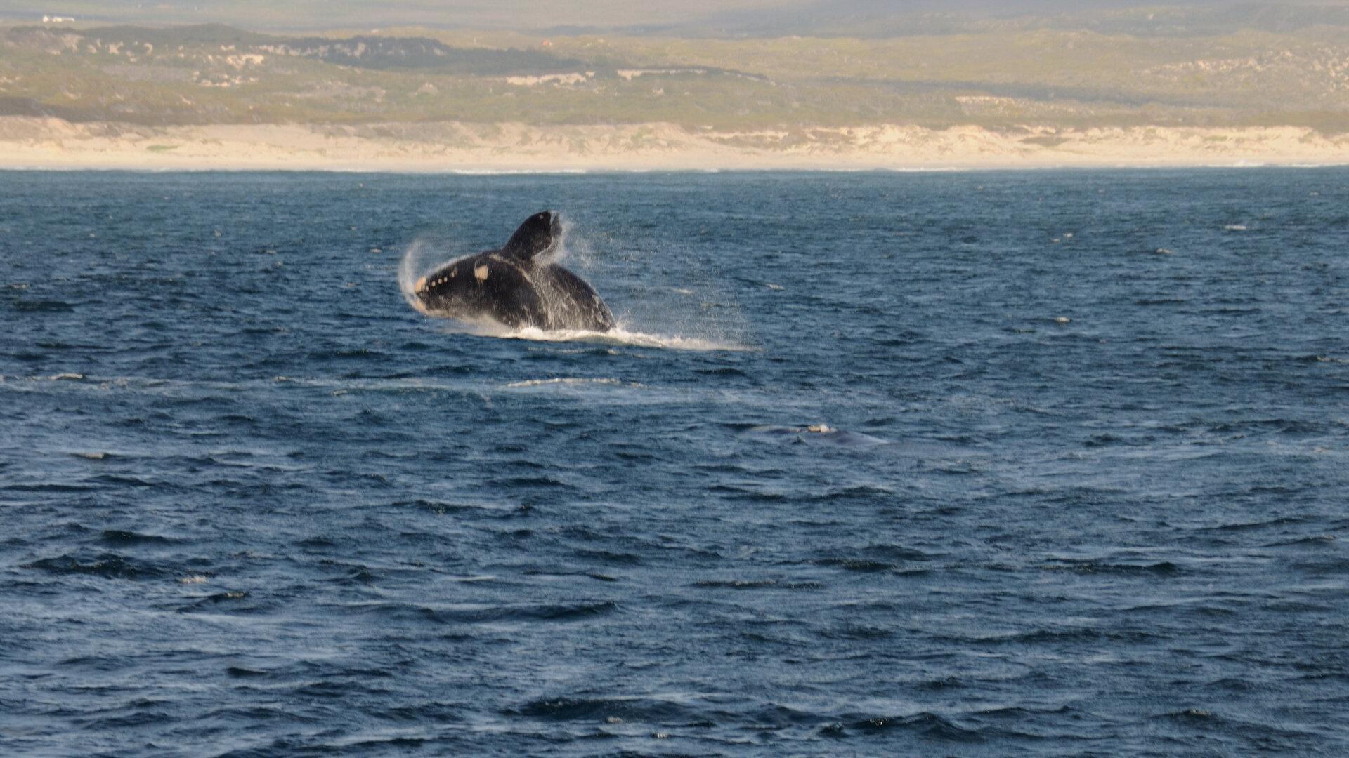 A southern right whale breaching close to the shore on the South African coast