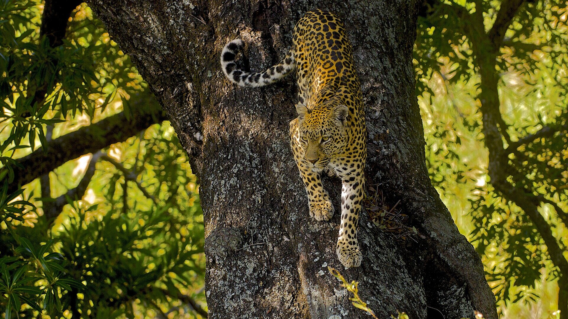 Glass-walled luxury safari suite with private plunge pool overlooking the Sand River in the Sabi Sands at golden hour