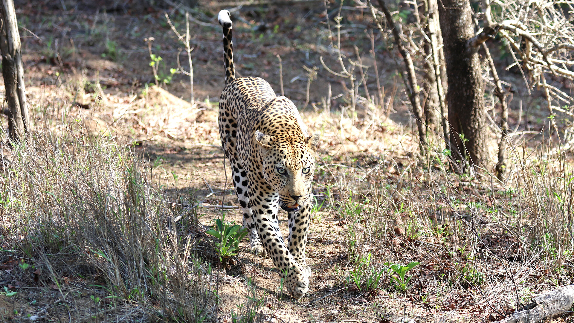A leopard in the Sabi Sand Private Game Reserve at golden hour on a best Sabi Sands safari package