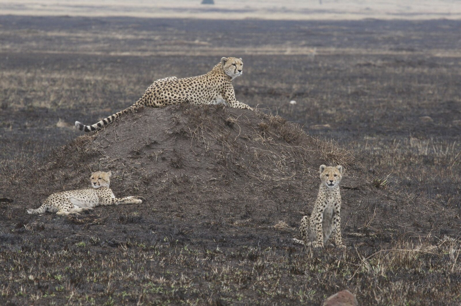 Luxury safari vehicle at golden hour with expert guide and guests viewing African wildlife