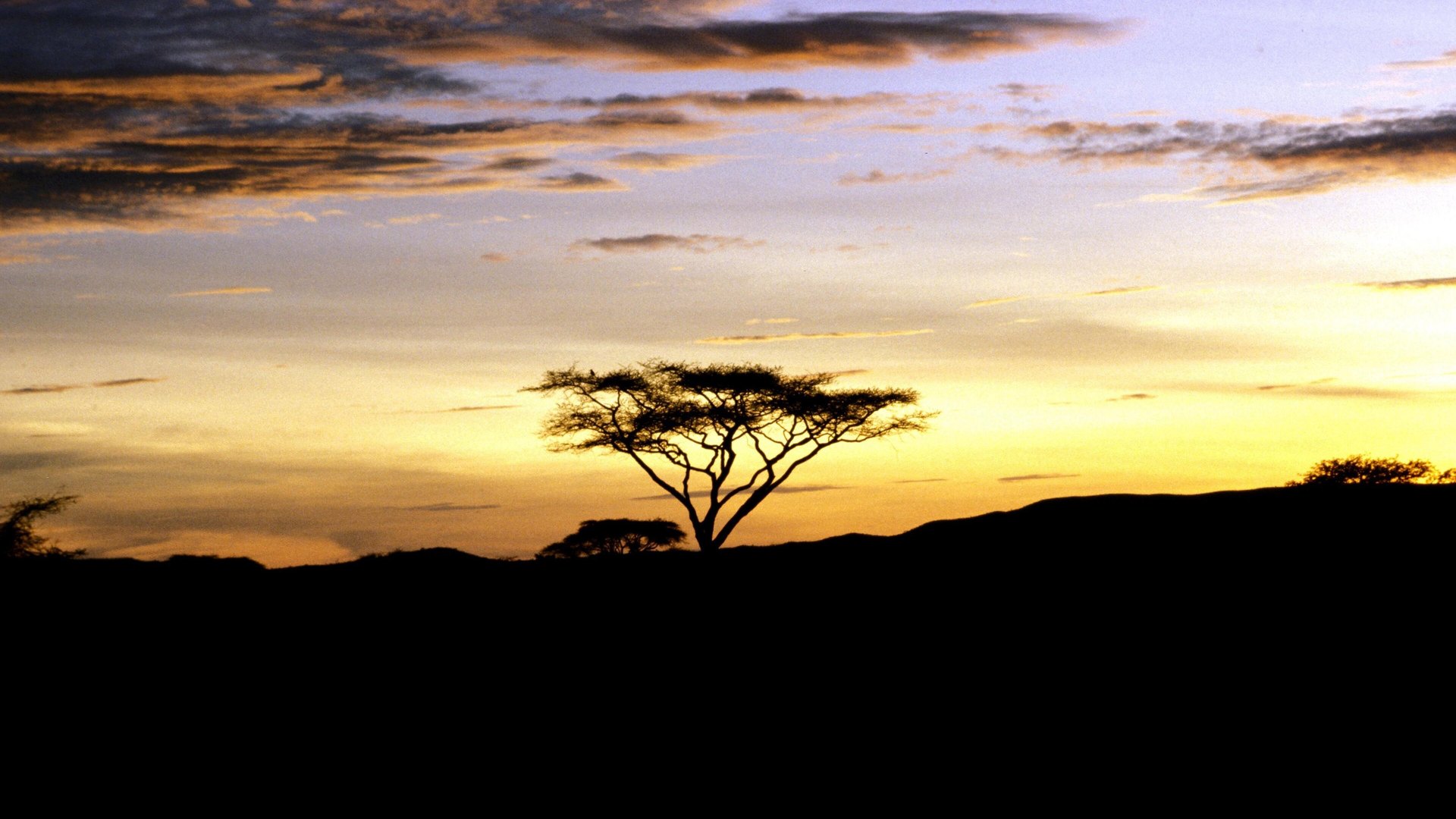 Lone acacia silhouetted against a golden African savanna sunset