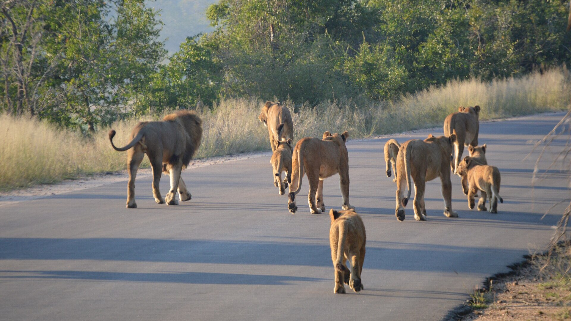 Luxury safari suite with private plunge pool and bushveld views in the Sabi Sands, South Africa at golden hour