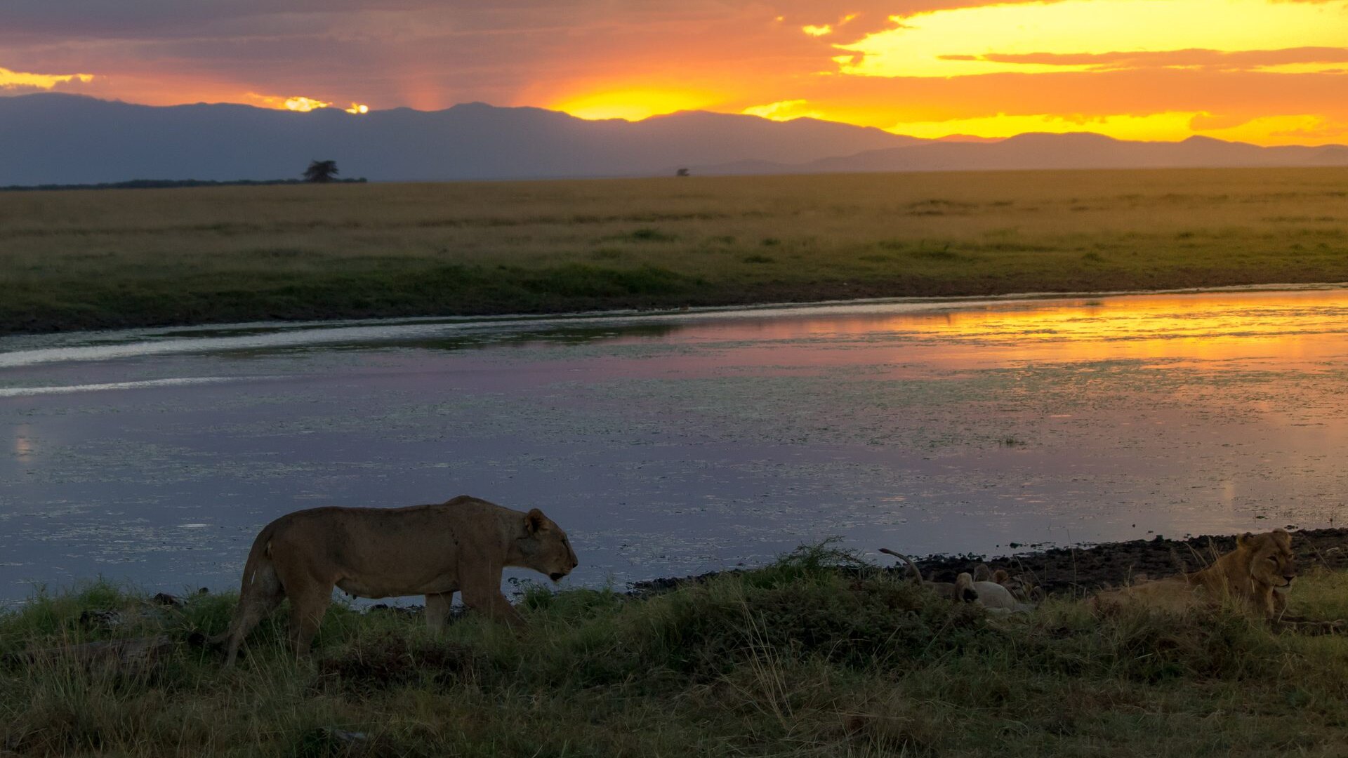 Golden-hour light over Amboseli National Park with elephants grazing beneath Mount Kilimanjaro
