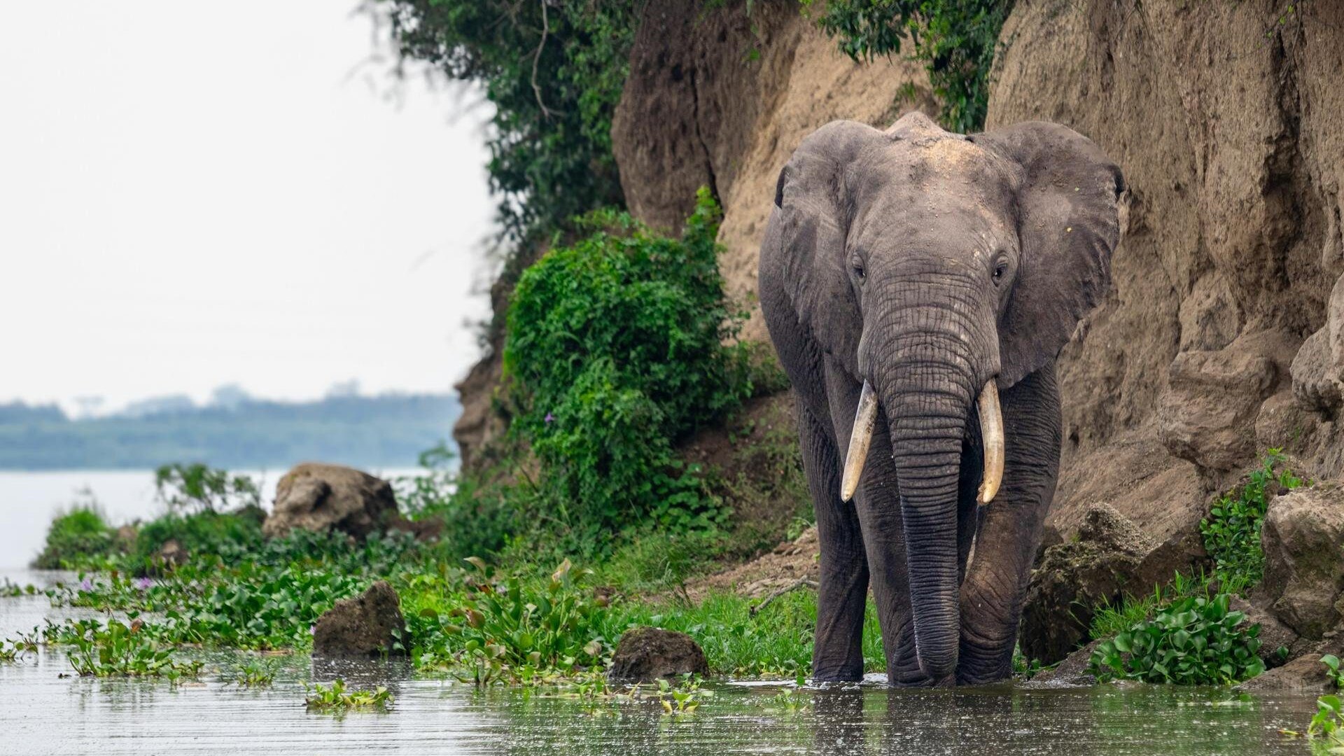 Golden-hour sunset over the Chobe River with elephant herds gathering at the water's edge