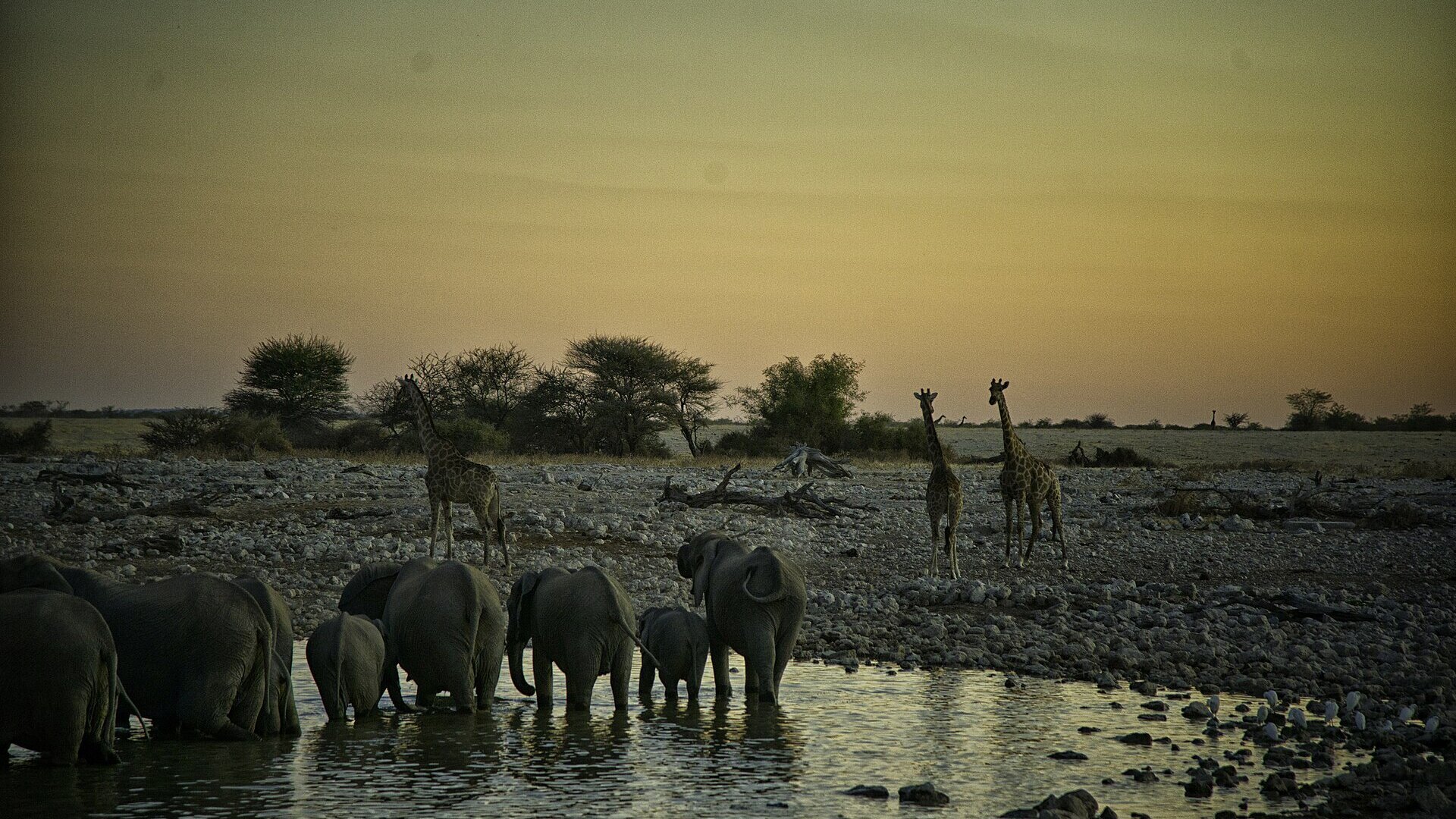 Golden-hour light over a waterhole in Etosha National Park with wildlife gathering to drink
