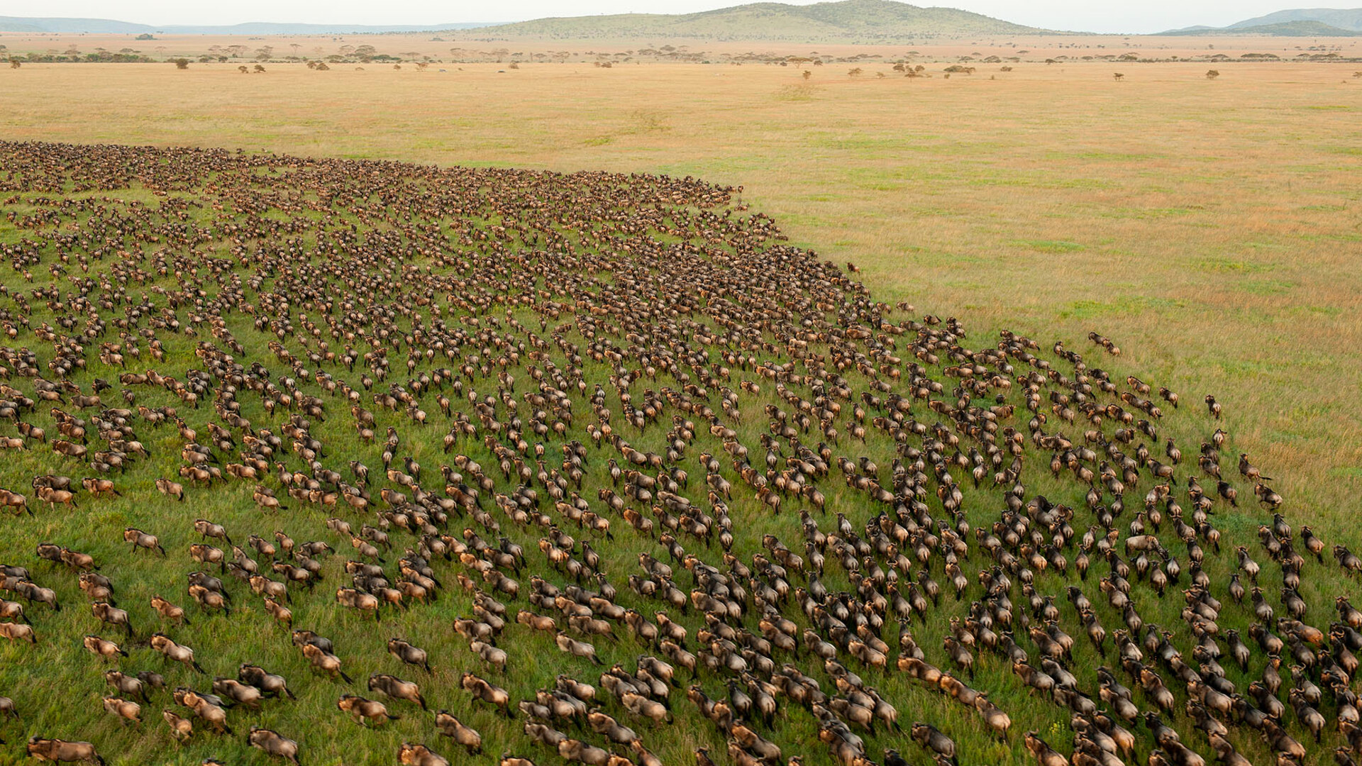 Vast herds of wildebeest streaming across the golden Serengeti plains under a wide Tanzanian sky during the Great Migration