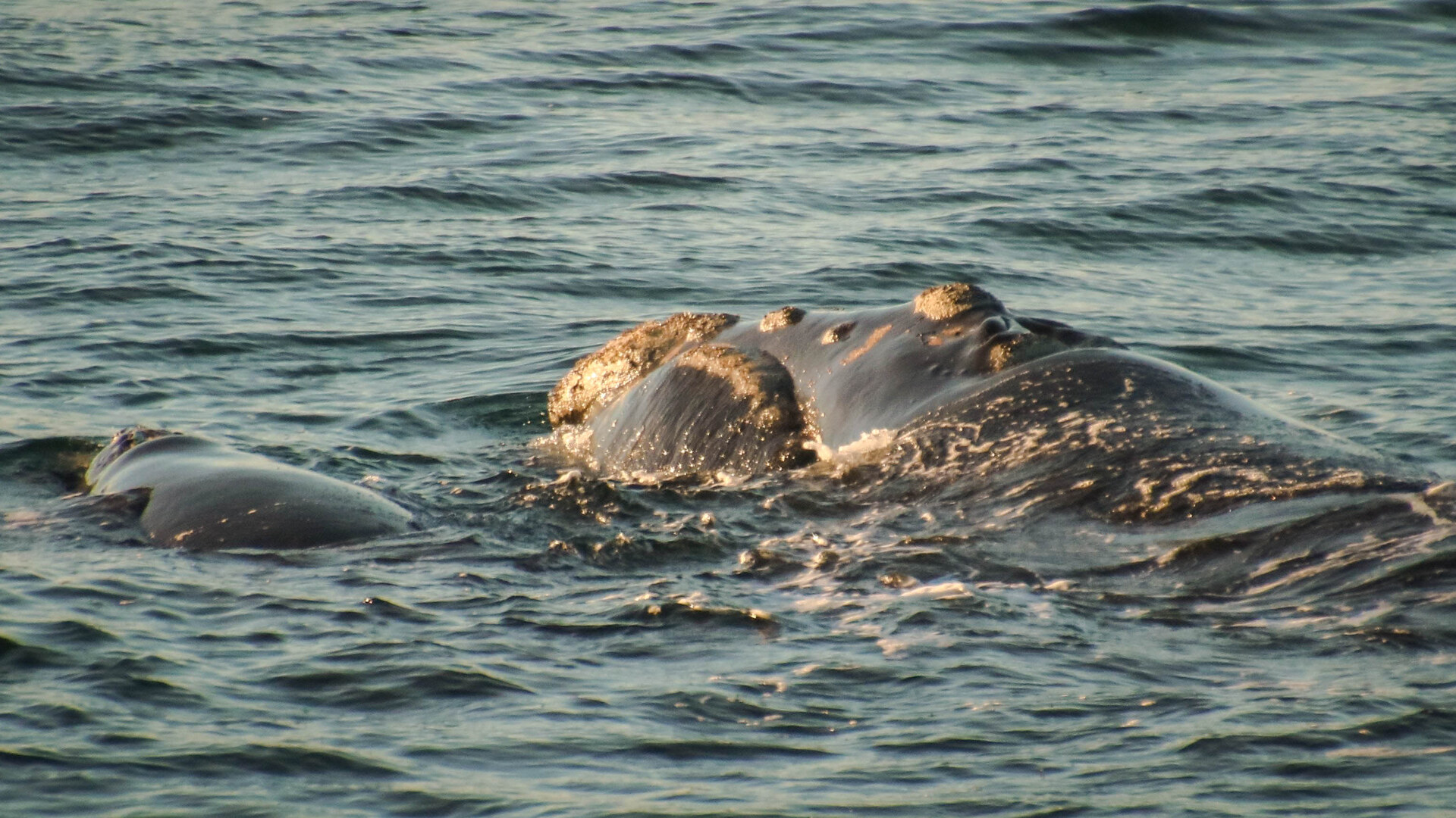 A southern right whale and its calf resting close to the South African shore in the golden light of the calving season