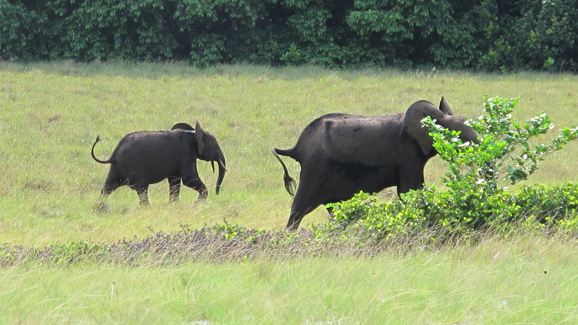Forest elephants on the grassland edge of Loango National Park, Gabon — the long dry season, June to September, is the best time to visit Gabon