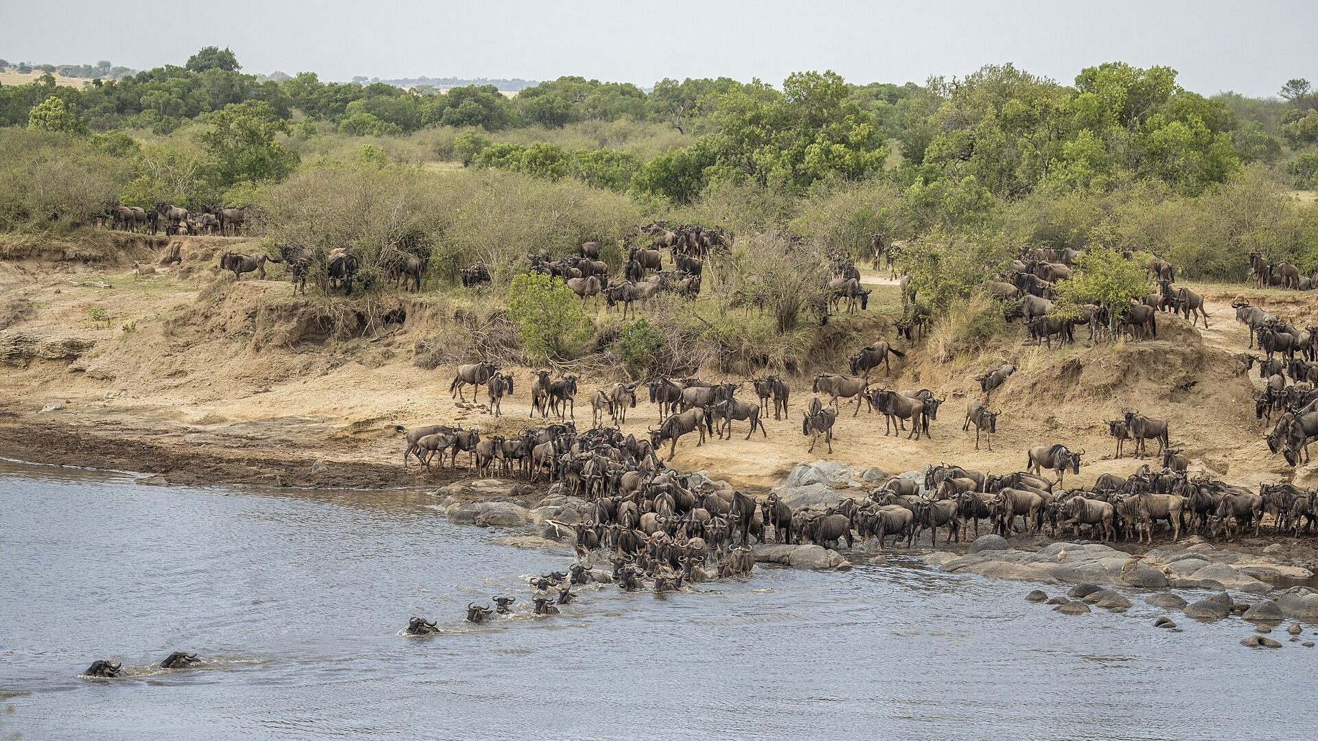 Elephants crossing the golden plains at sunrise — the classic image of a first-time safari in Africa