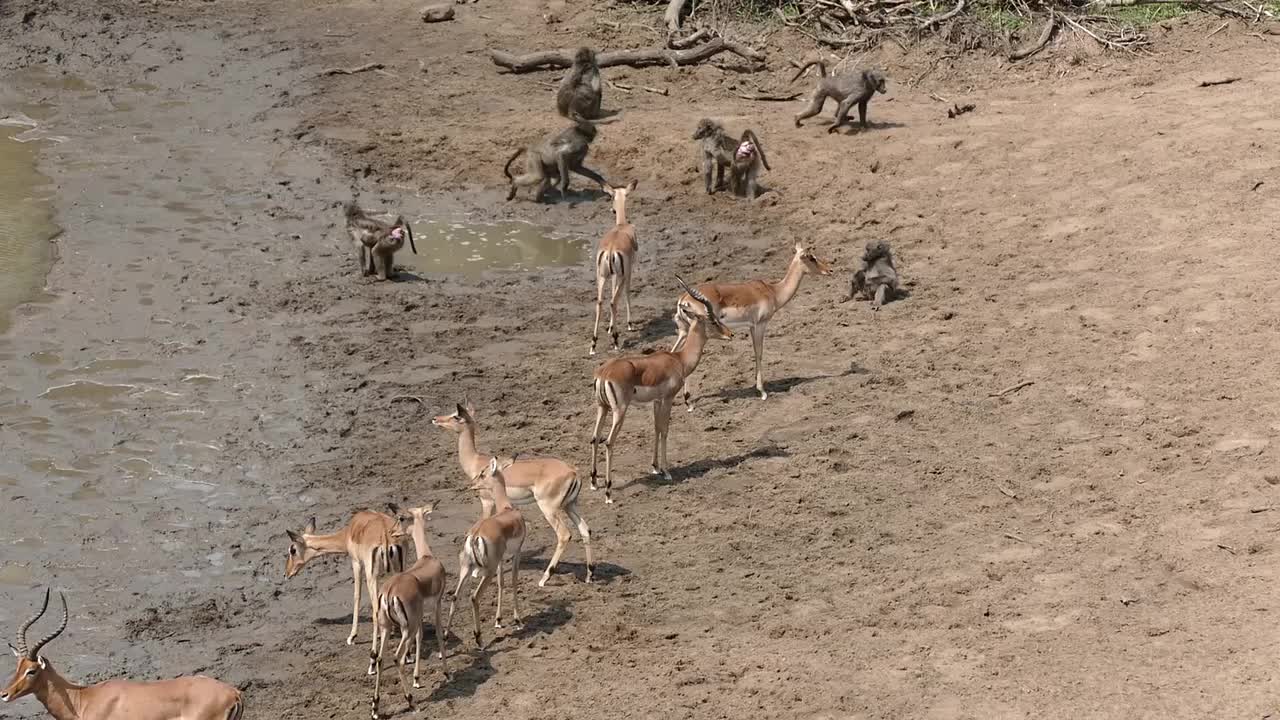 African wild dogs in KwaZulu-Natal bushveld during dry season