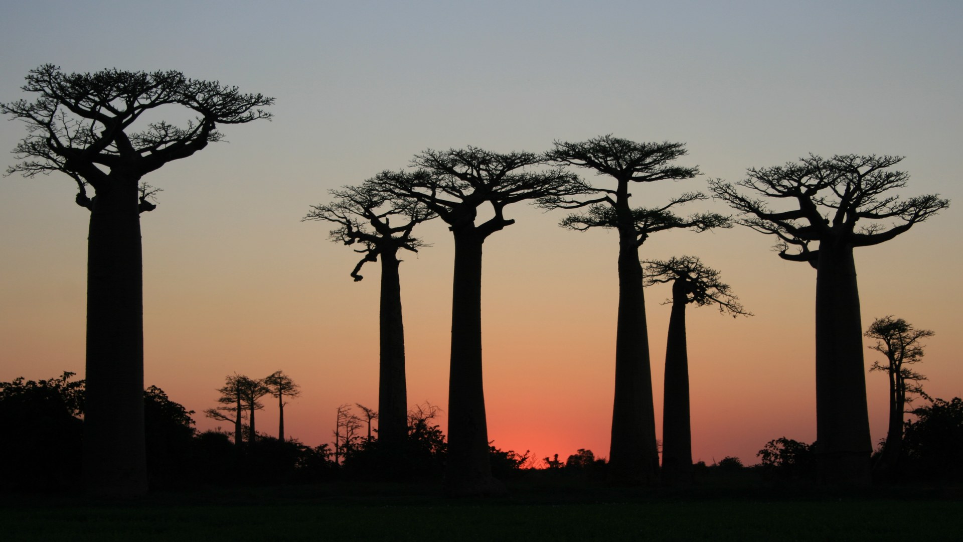 Sunset over the Avenue of the Baobabs near Morondava — the dry season, April to November, is the best time to visit Madagascar