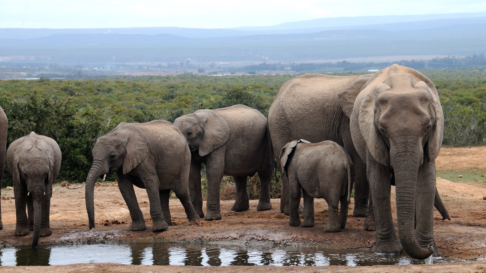 African elephants gathered at a bushveld waterhole in the dry winter — the dry season is the best time to visit Madikwe Game Reserve for wildlife