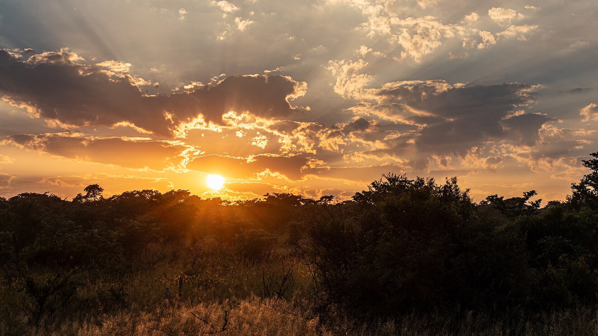 A lion in the golden bushveld of the Kruger region, South Africa