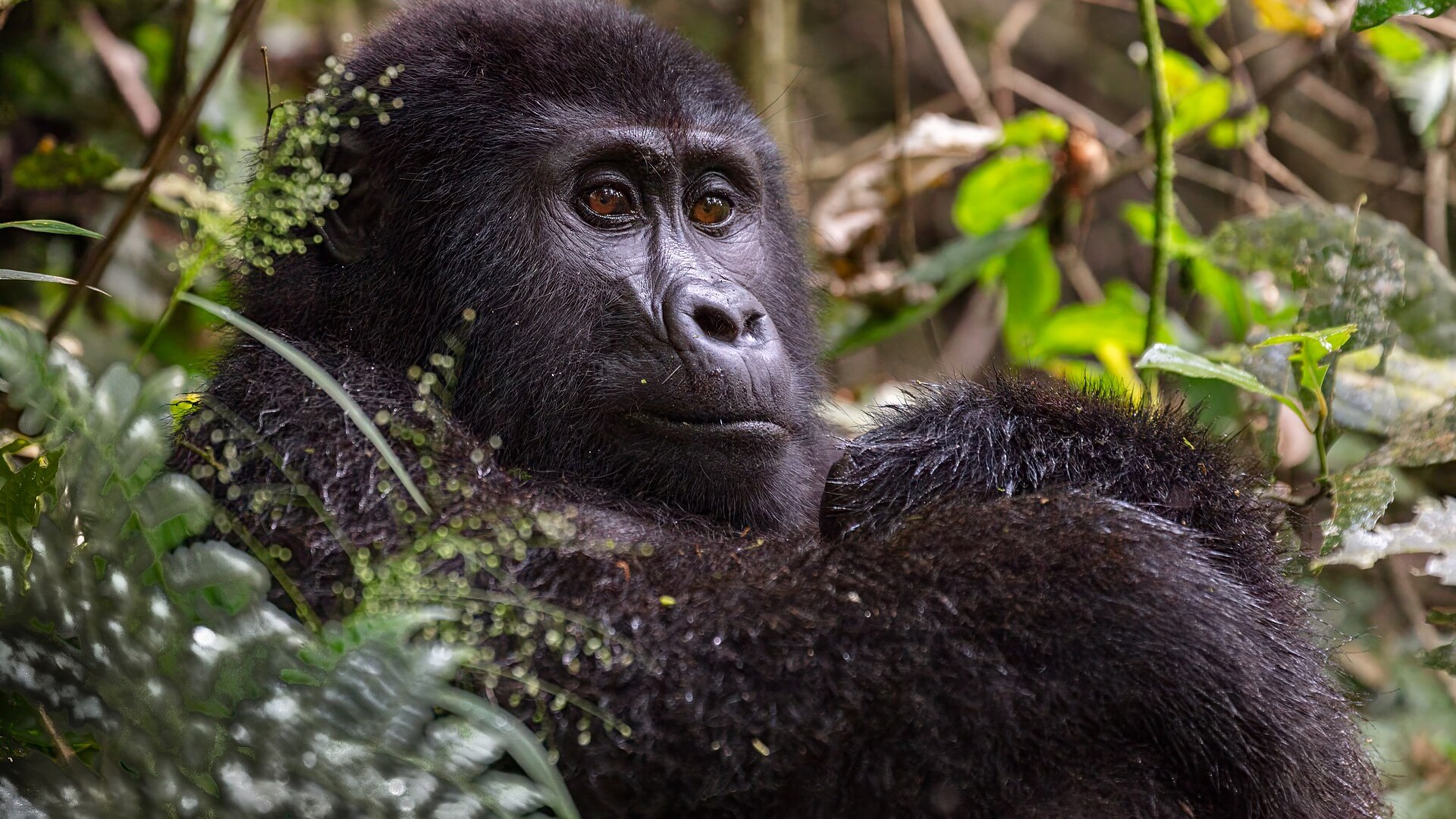 A mountain gorilla in Bwindi Impenetrable Forest — the dry seasons, June to August and December to February, are the best time to visit Uganda