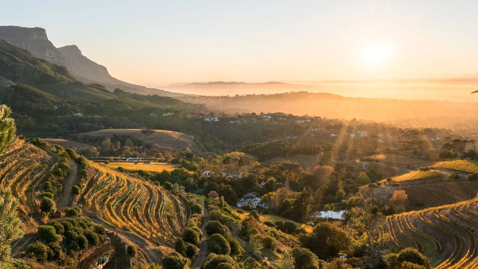 Vineyards glowing at golden hour beneath the mountains of the Cape Winelands
