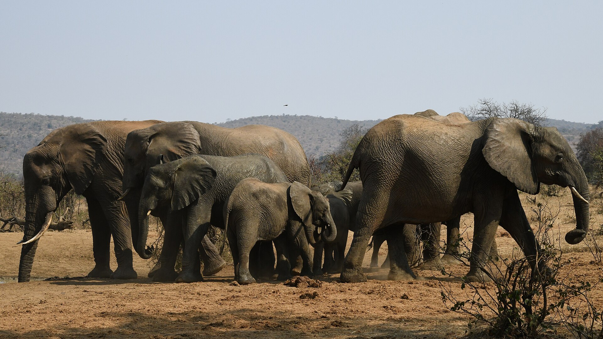 A herd of elephants at a waterhole in a KwaZulu-Natal Big Five reserve