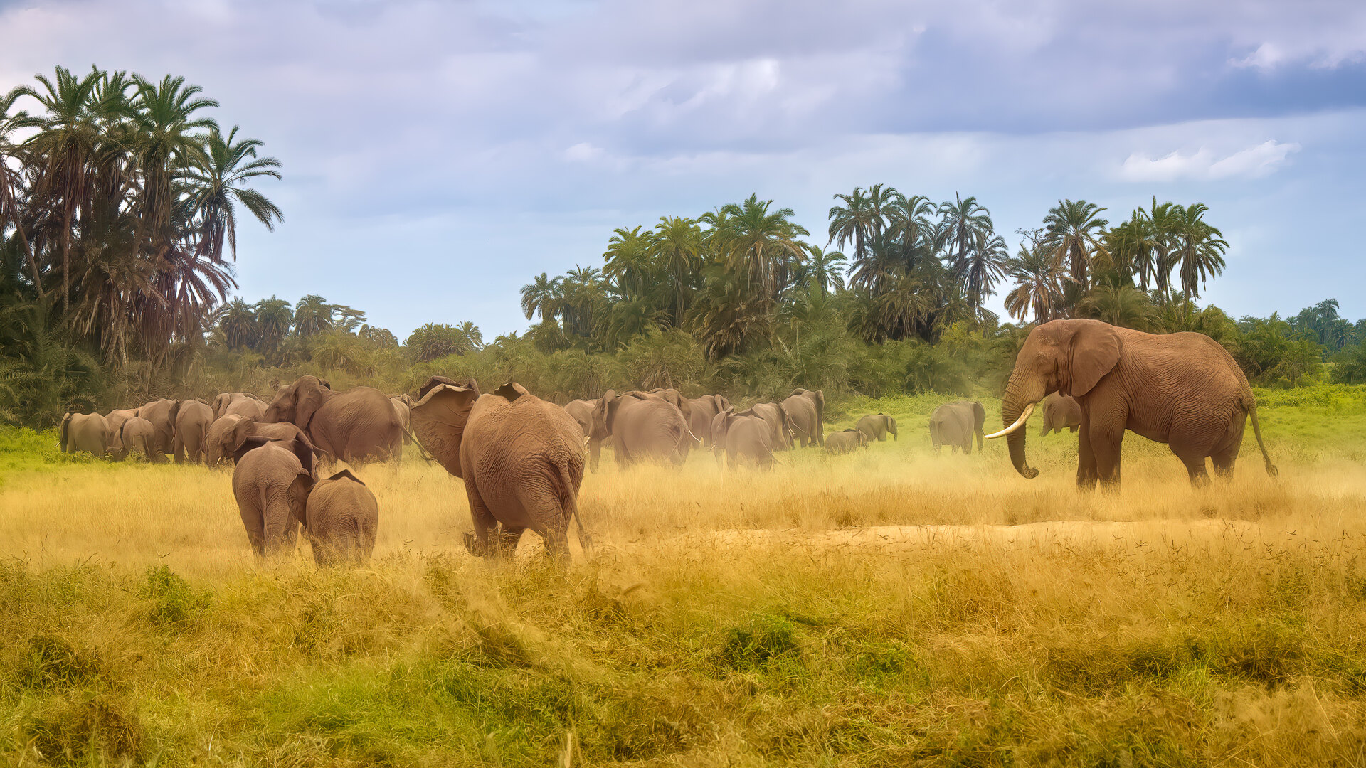 A herd of elephants moving through golden grass on the open savanna at sunrise